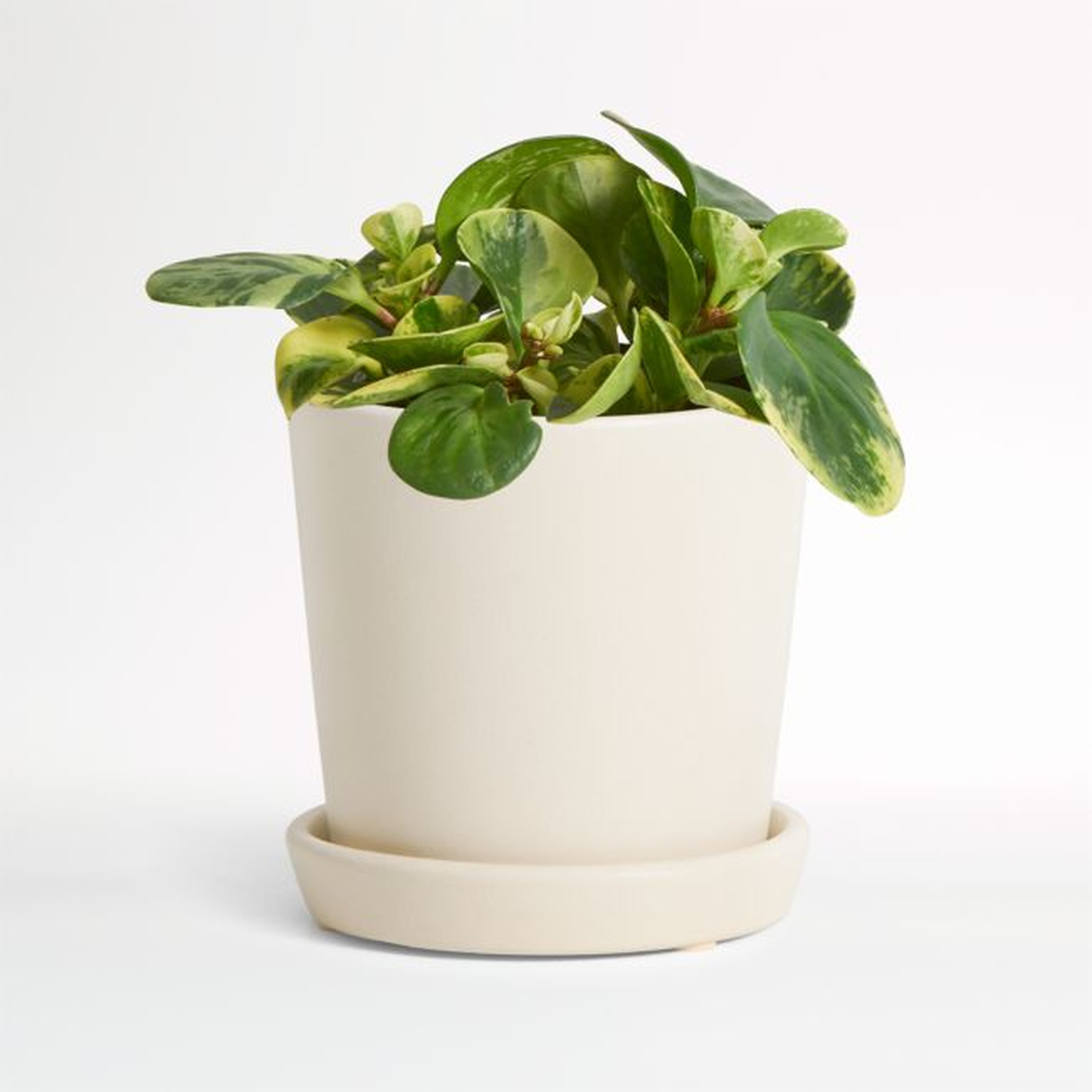 Live Peperomia Marble in Bryant Planter - Crate and Barrel