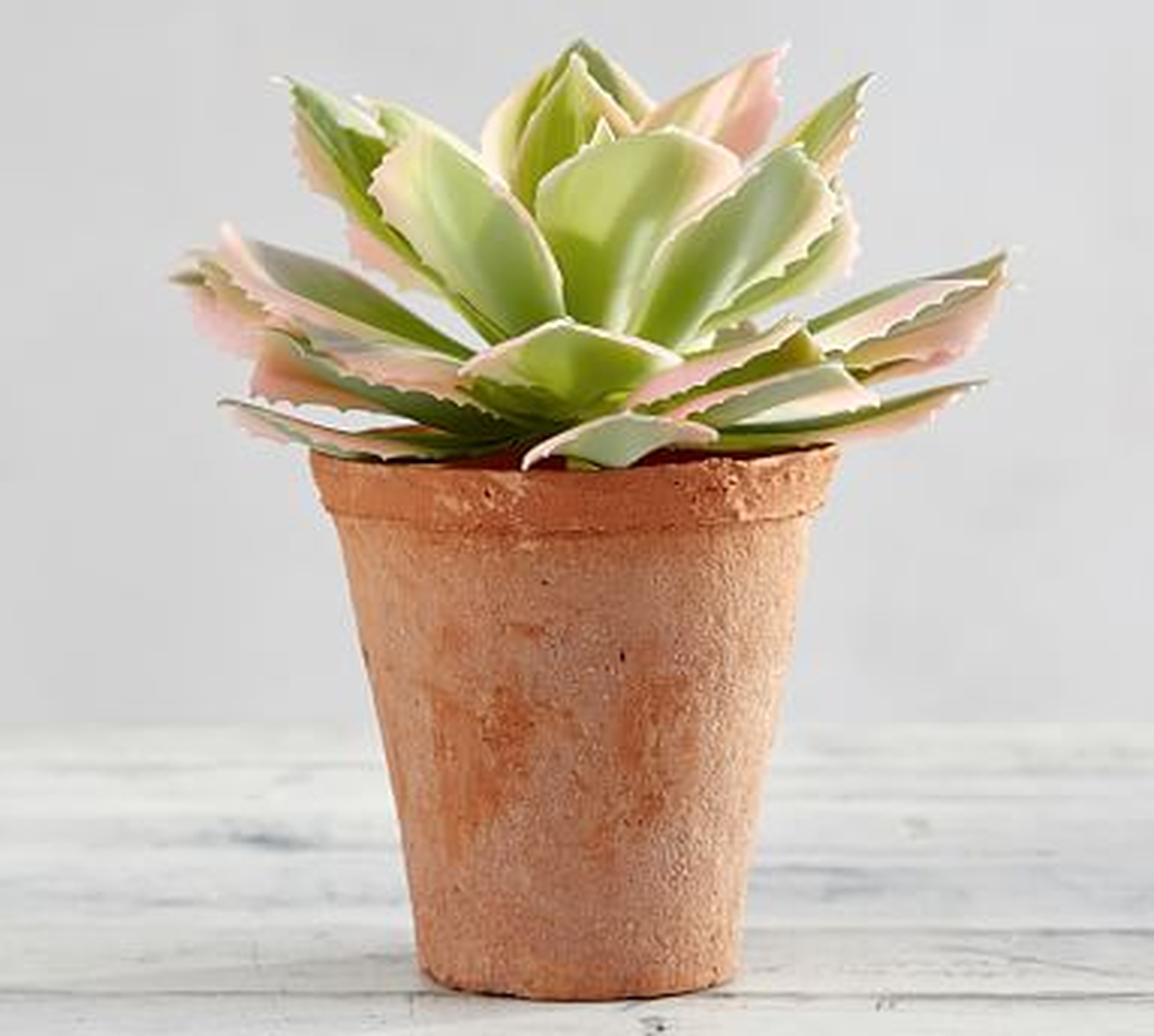 Faux Potted Pink Variegated Succulent, Medium - Pottery Barn