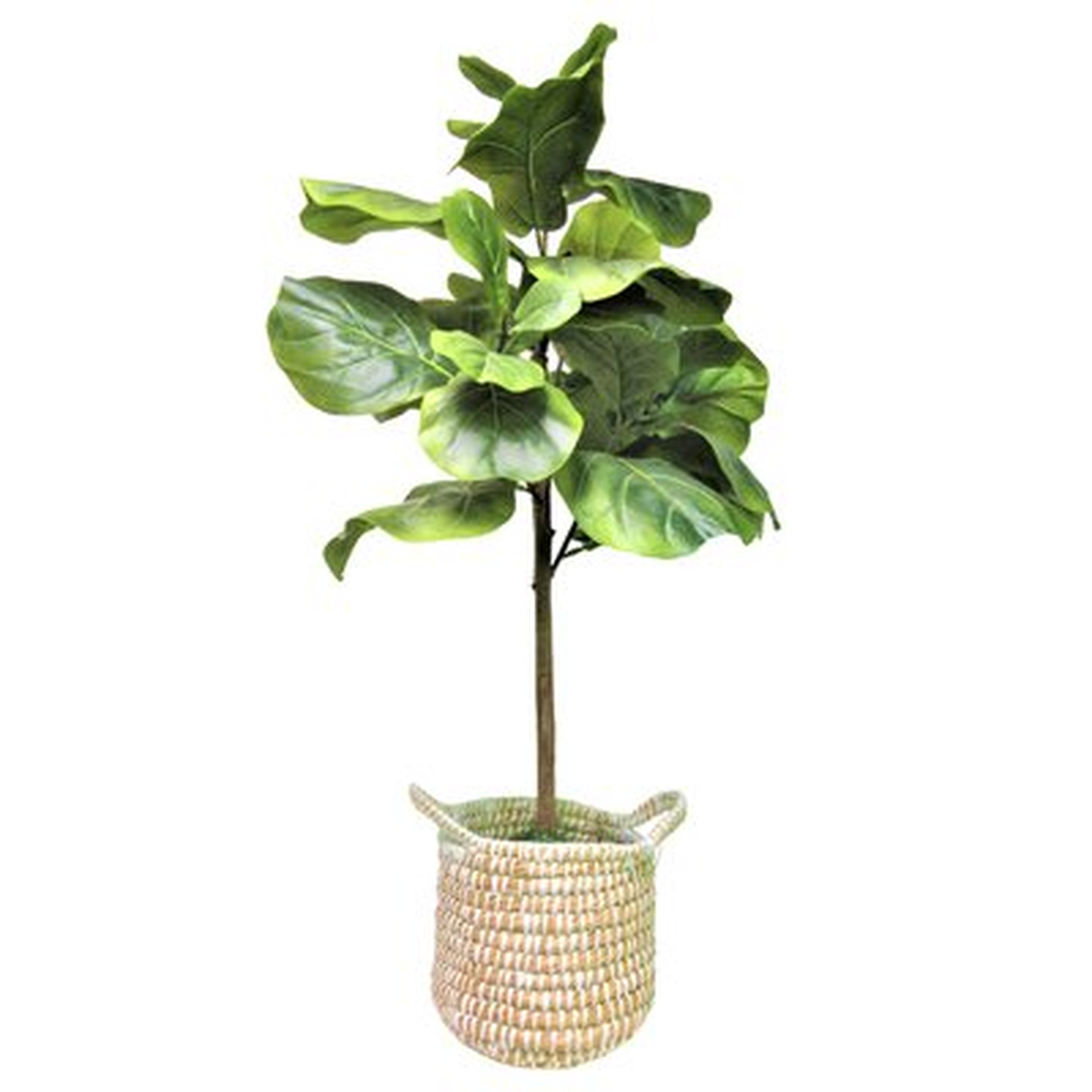 3 Foot Artificial Fig Tree In White Handled Basket - Wayfair