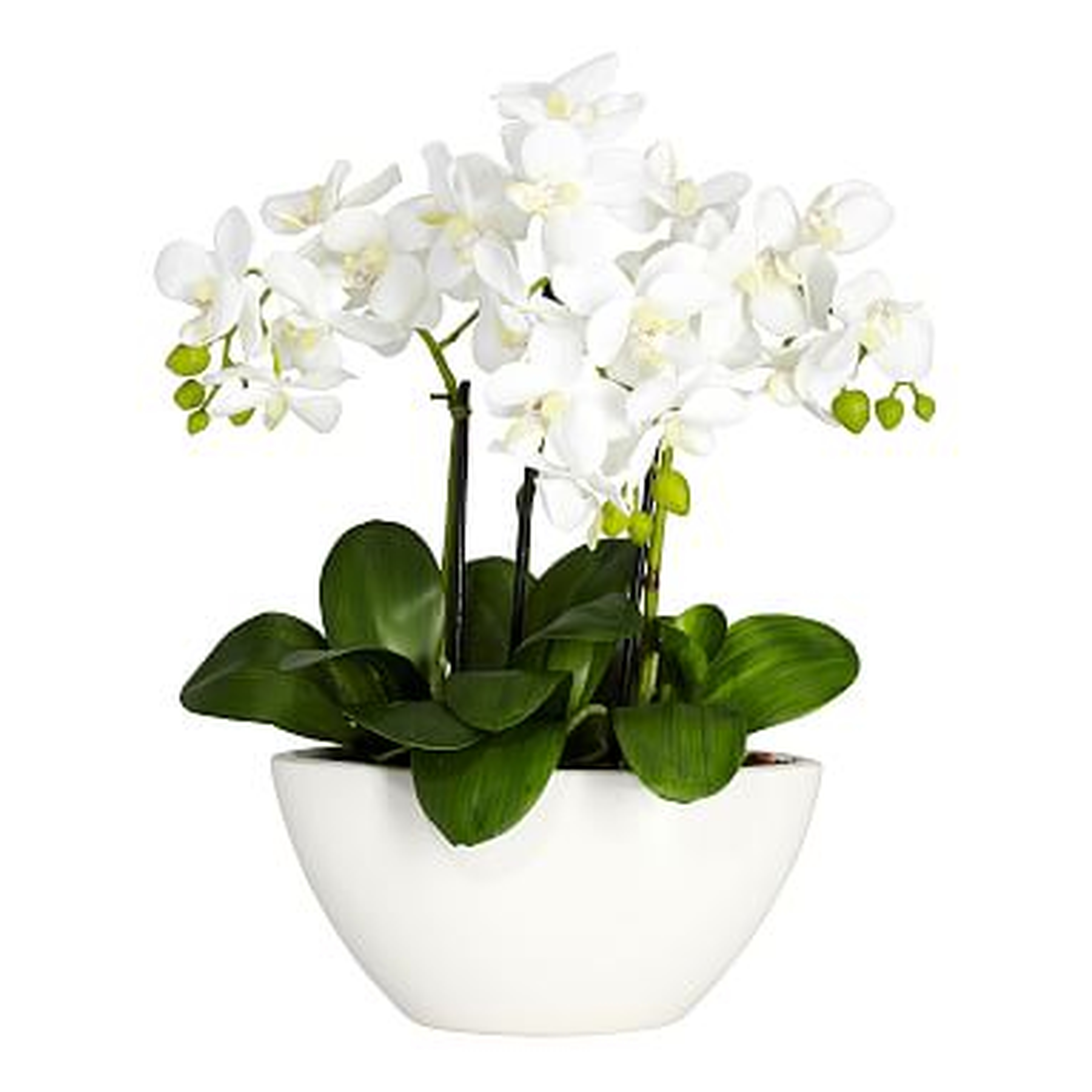 Faux Potted Orchid Arrangement - Pottery Barn Teen