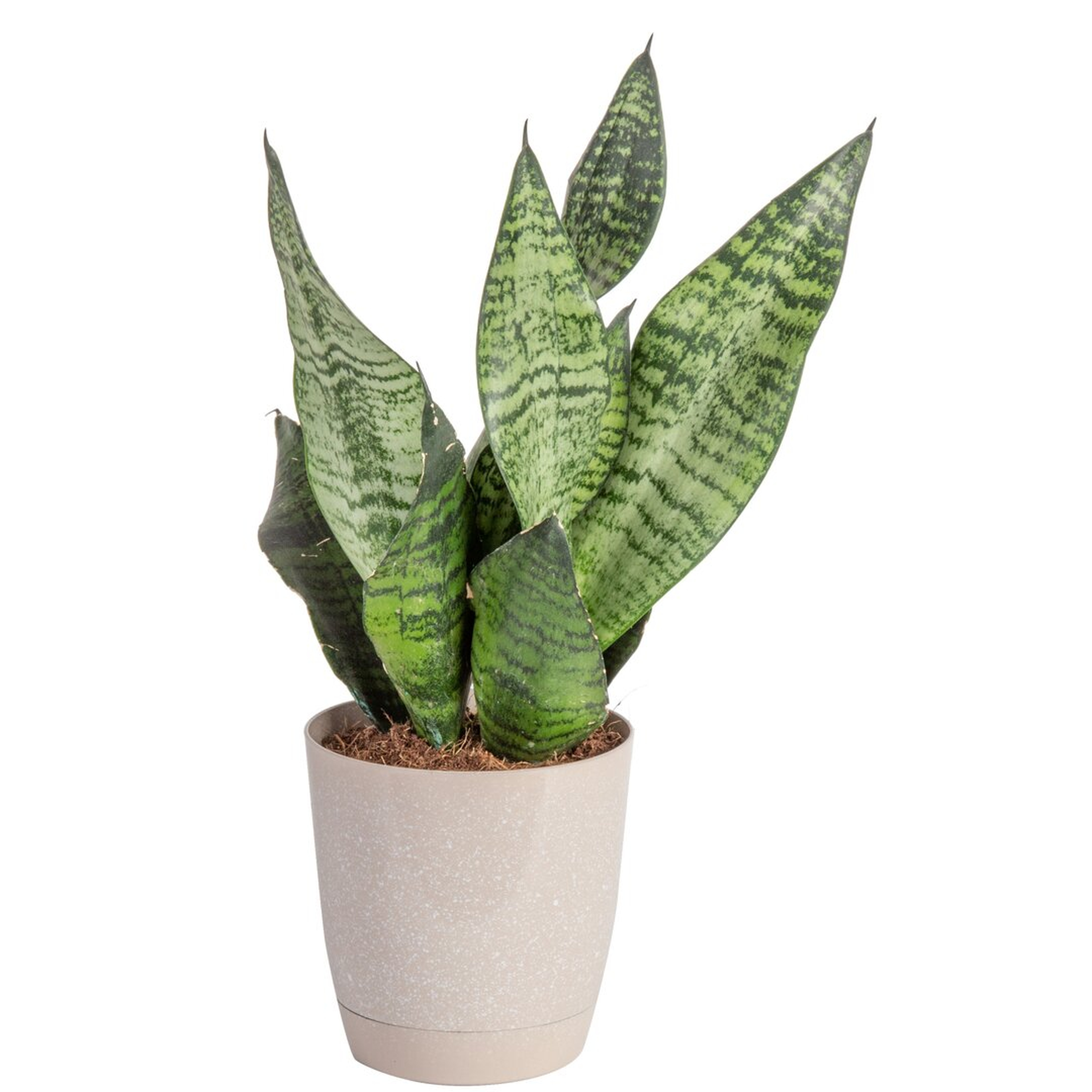 Costa Farms Snake Plant in Décor Planter - Perigold