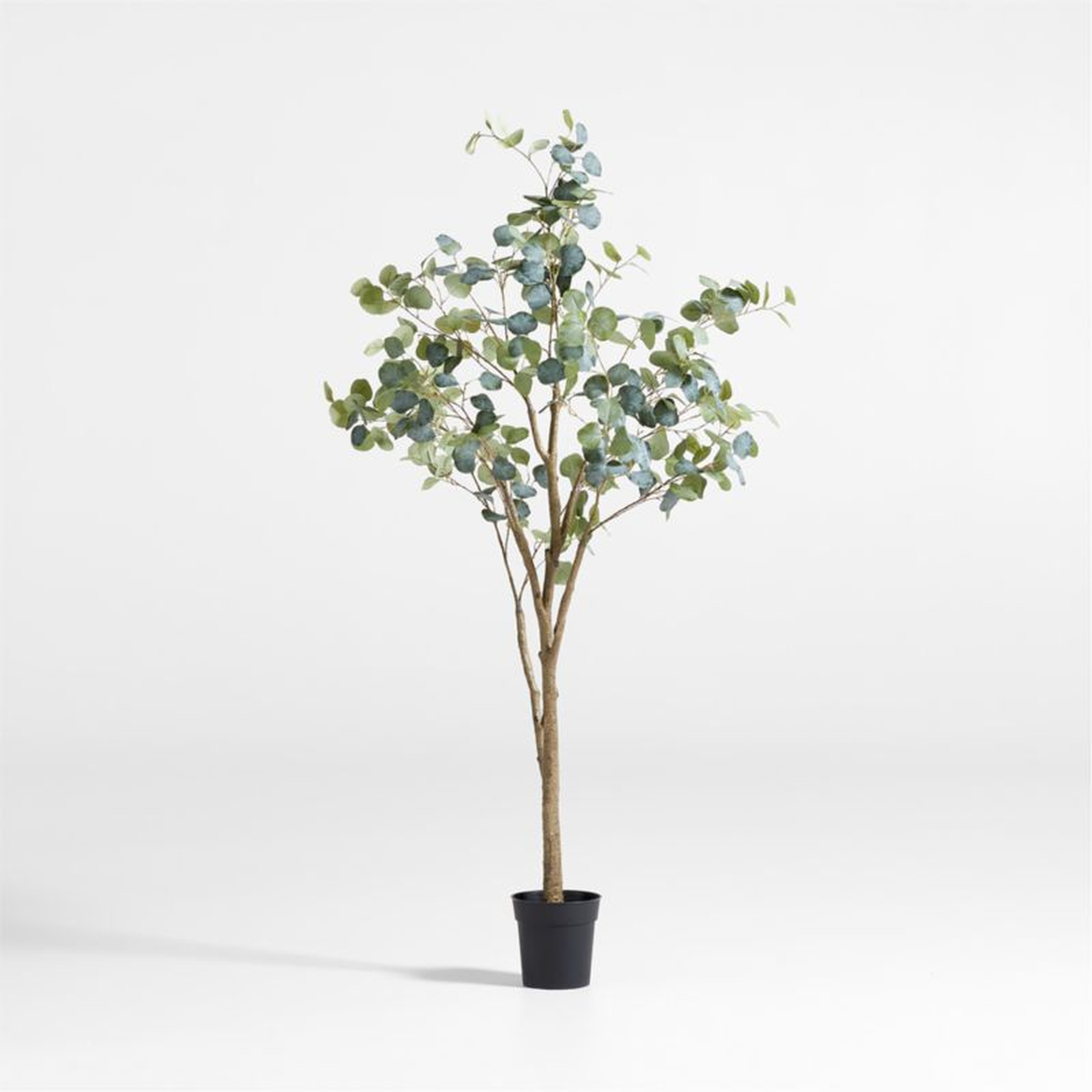Faux Silver Dollar Eucalyptus Tree 6' - Crate and Barrel