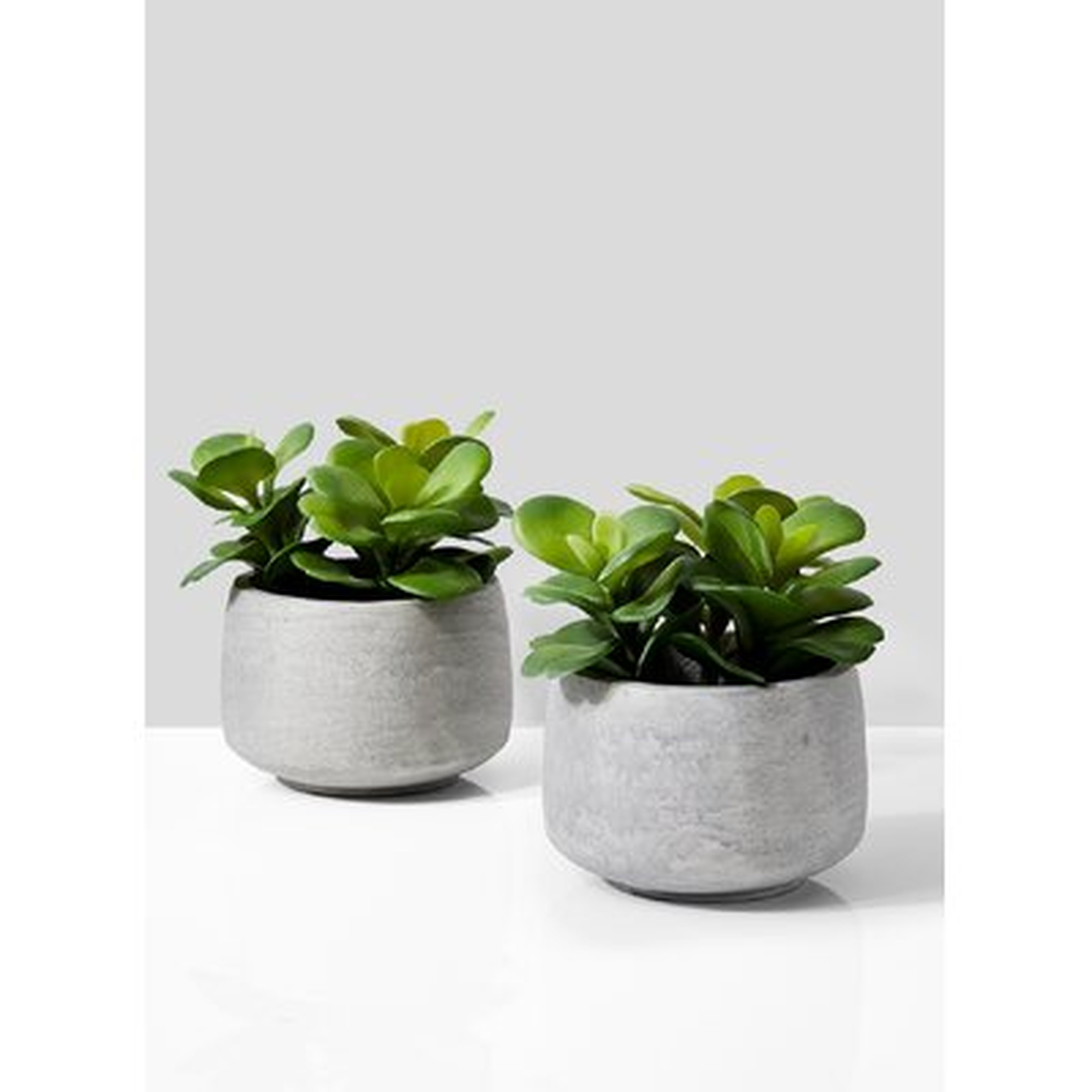 Evergreen Succulent Pot Set (Set of 2) - Wayfair