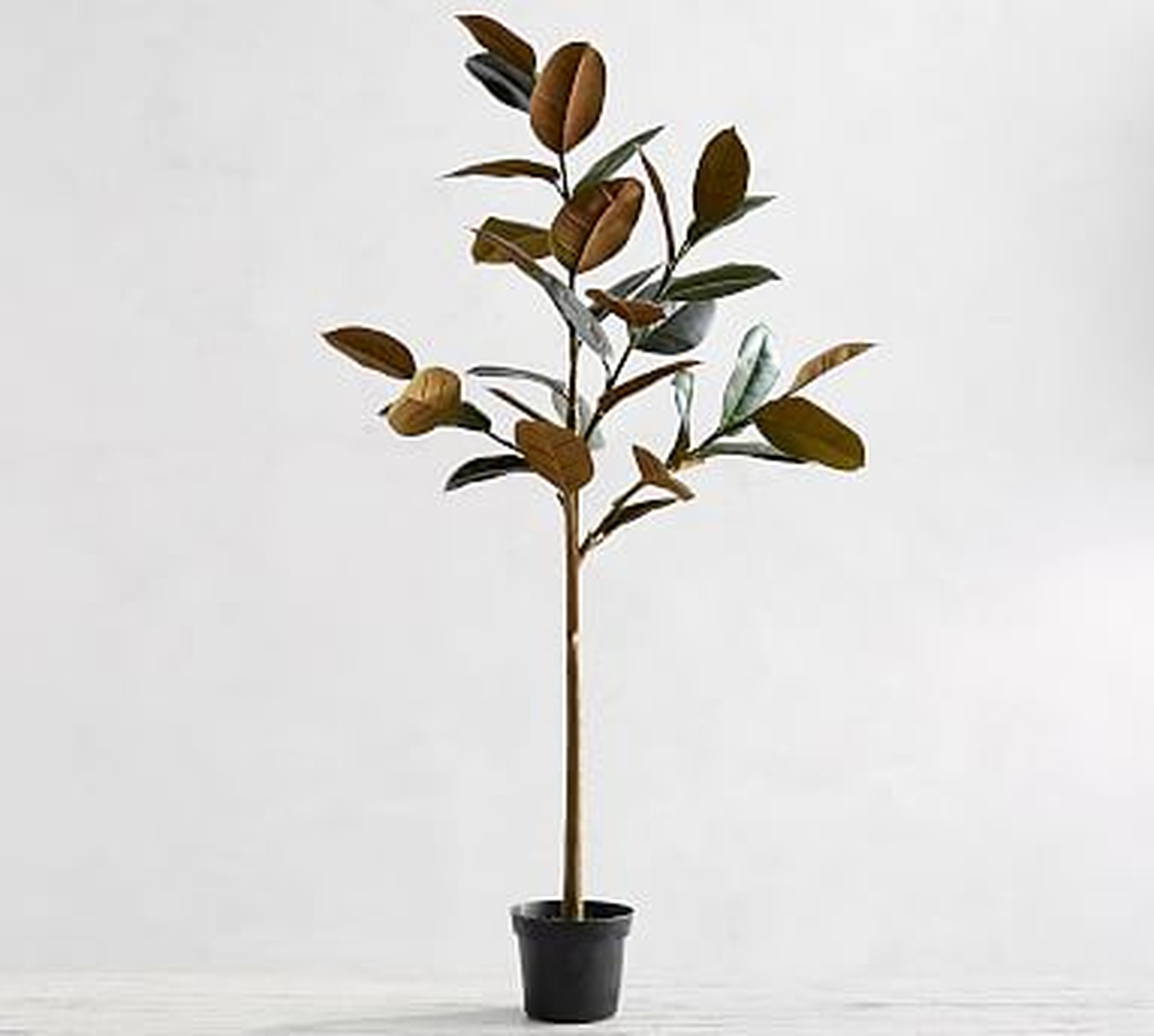 Faux Variegated Rubber Tree, Dark Green, Large - Pottery Barn