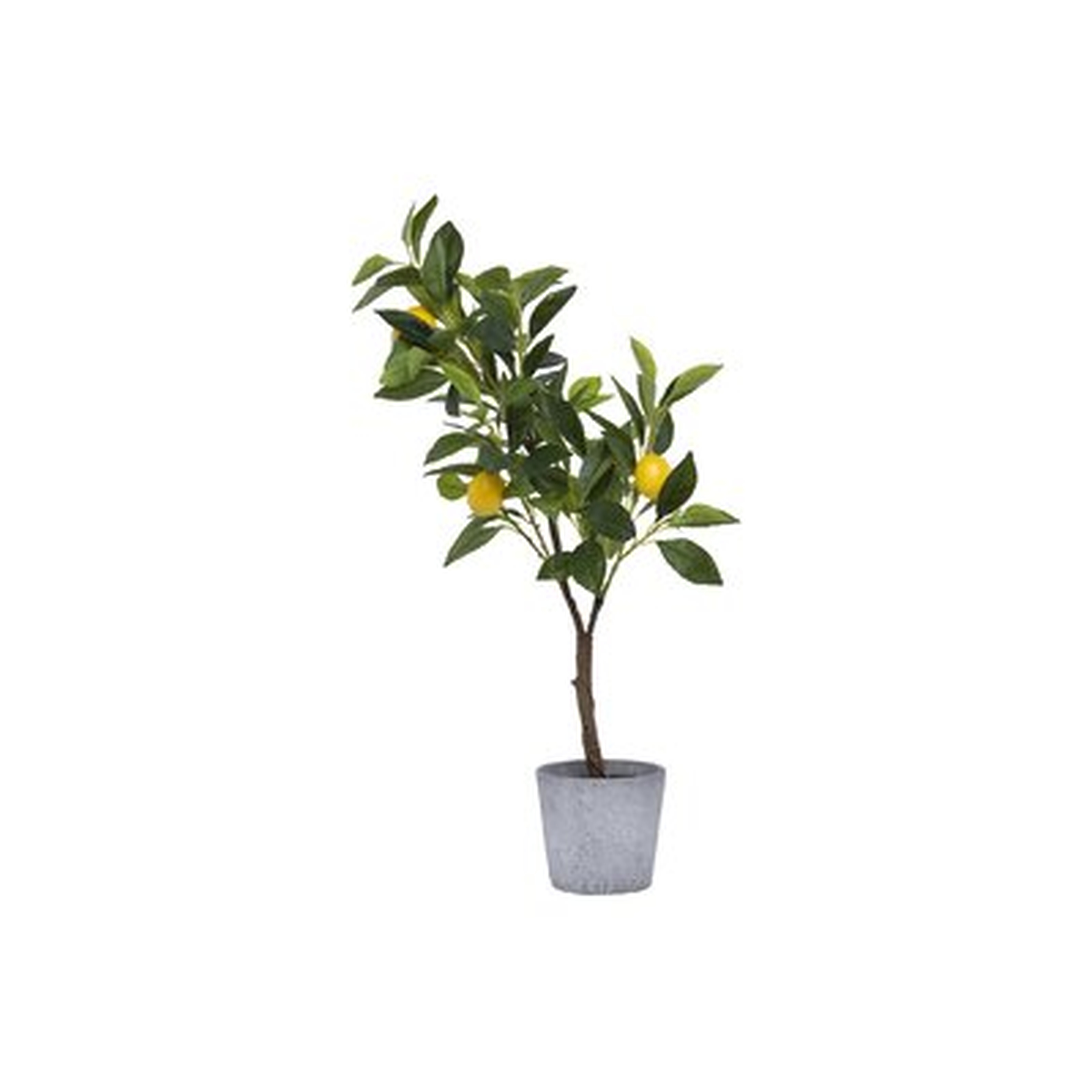 Lemon Tree in Pot - Wayfair