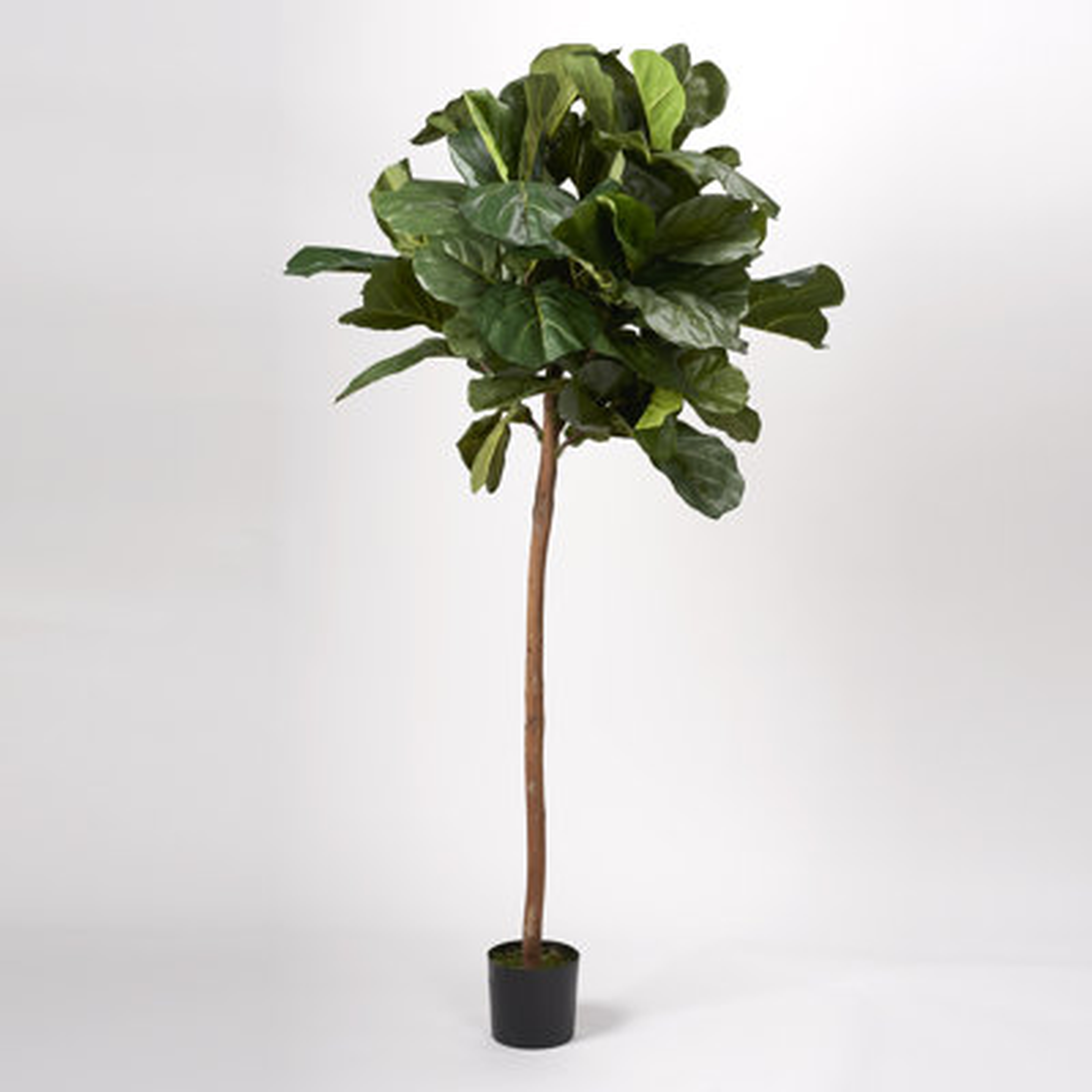 6.5' Fiddle Leaf Fig Tree - Wayfair