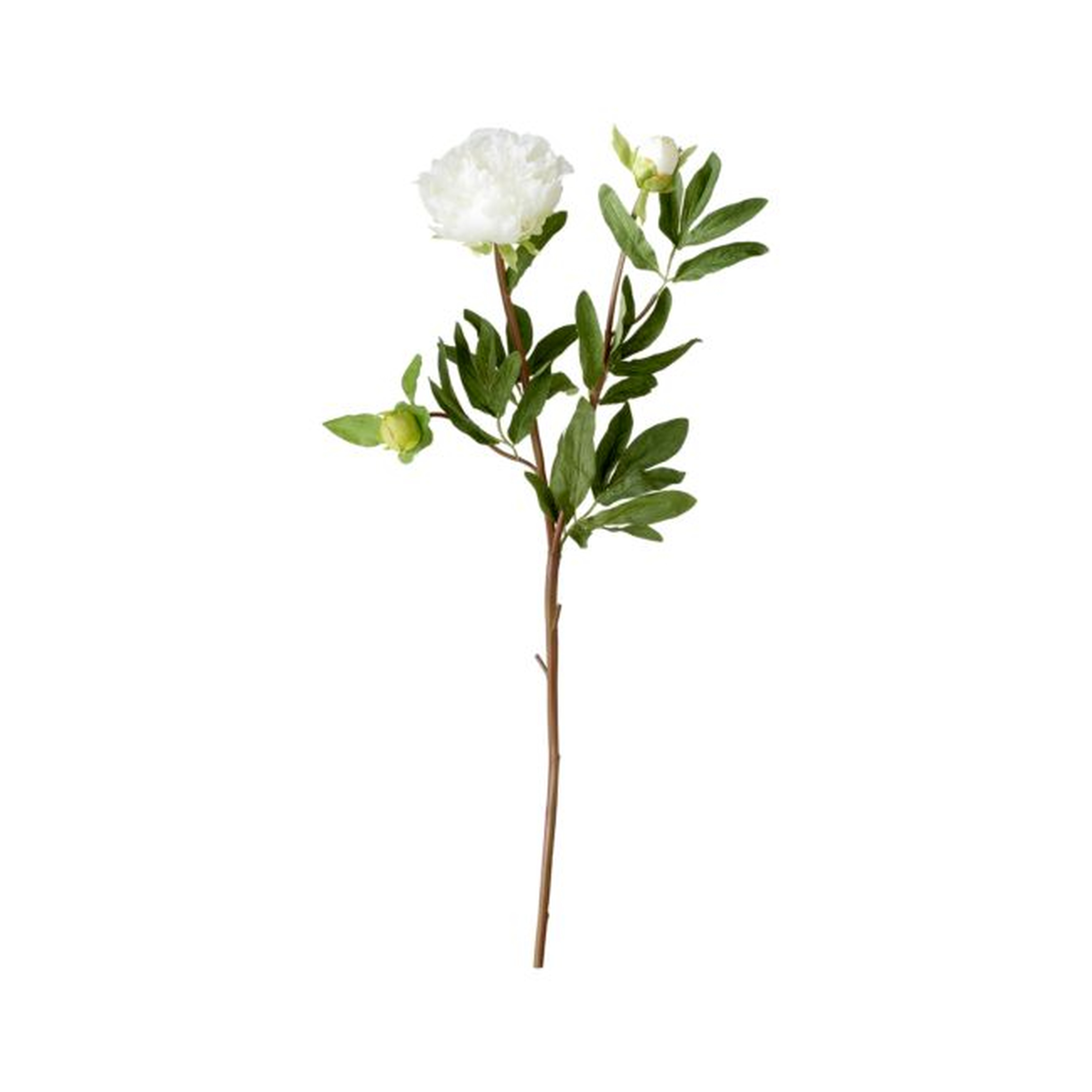 Artificial White Peony Flower Stem - Crate and Barrel