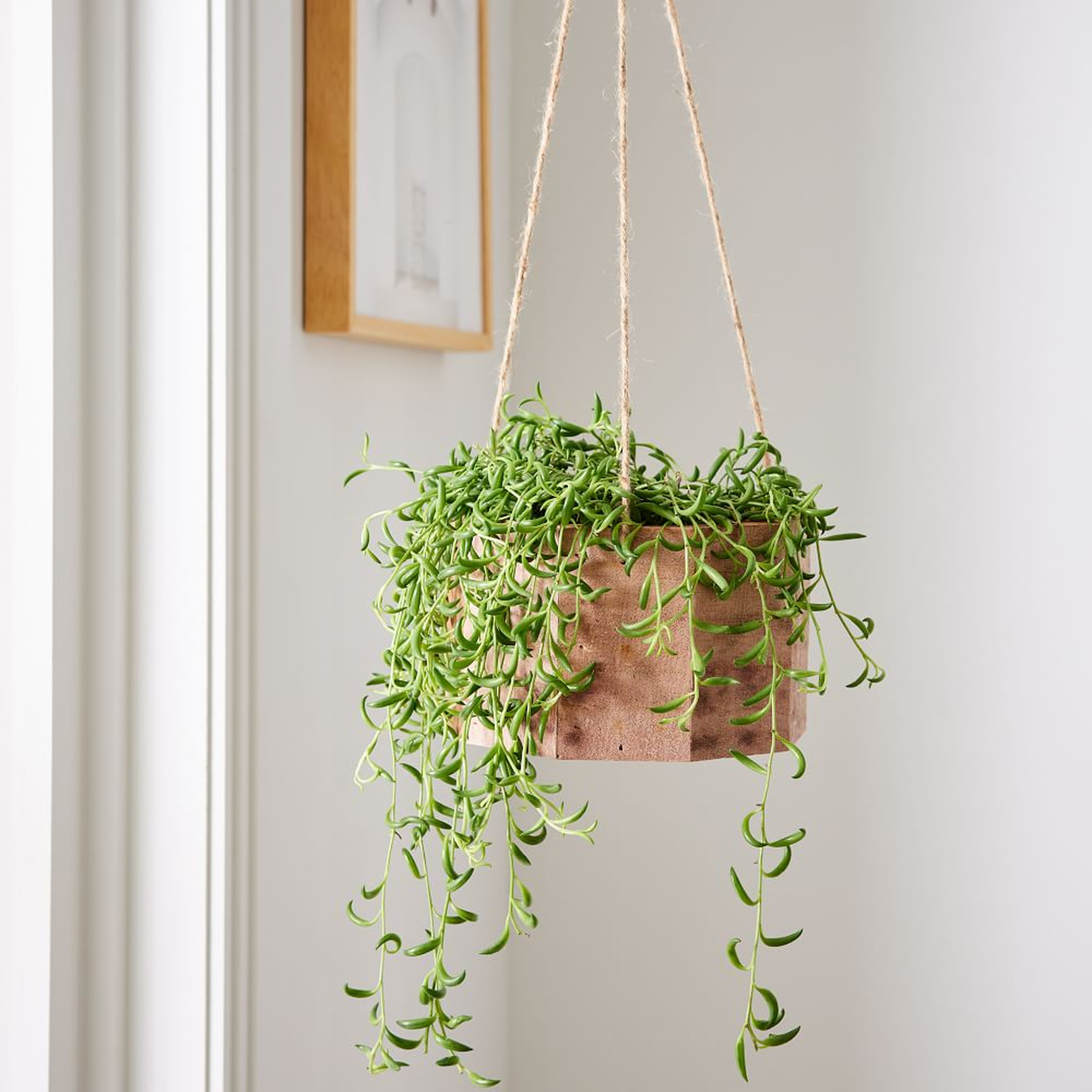6in Succulent String of Bananas in Hanging Wood Planter - West Elm