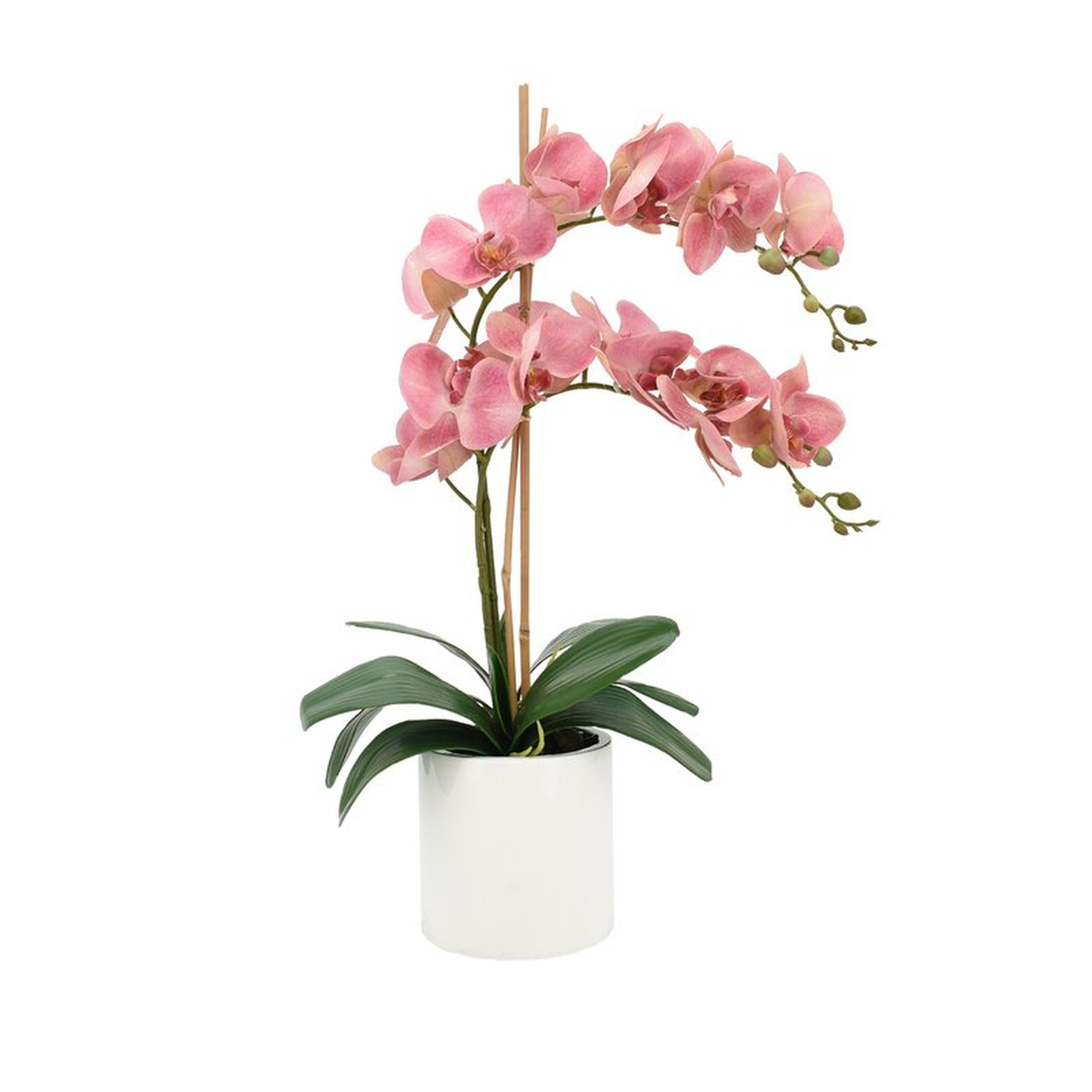 Double Orchid Floral Arrangement in Pot Flower Color: Fuchsia - Perigold