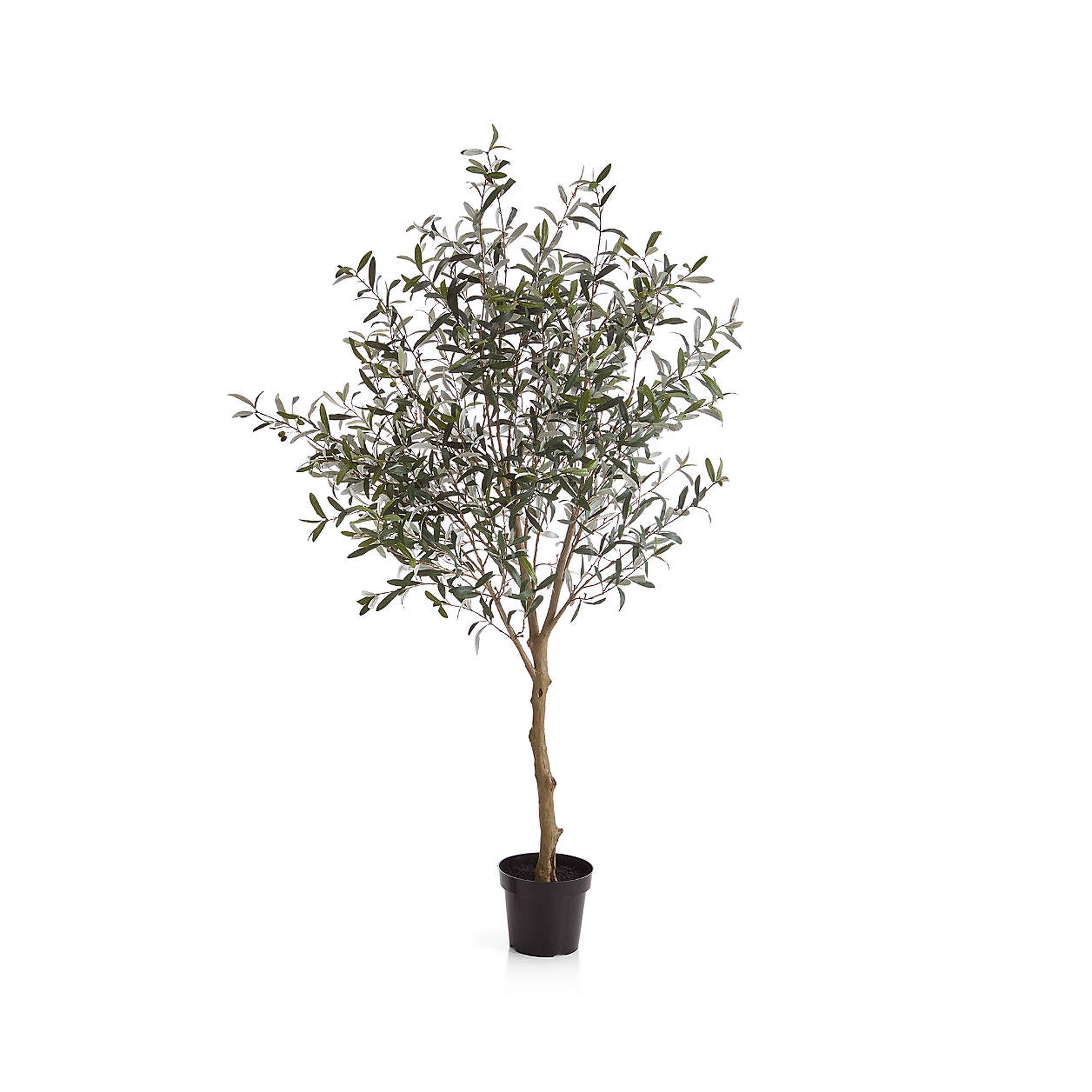 Faux Olive Tree in Pot 7' - Crate and Barrel