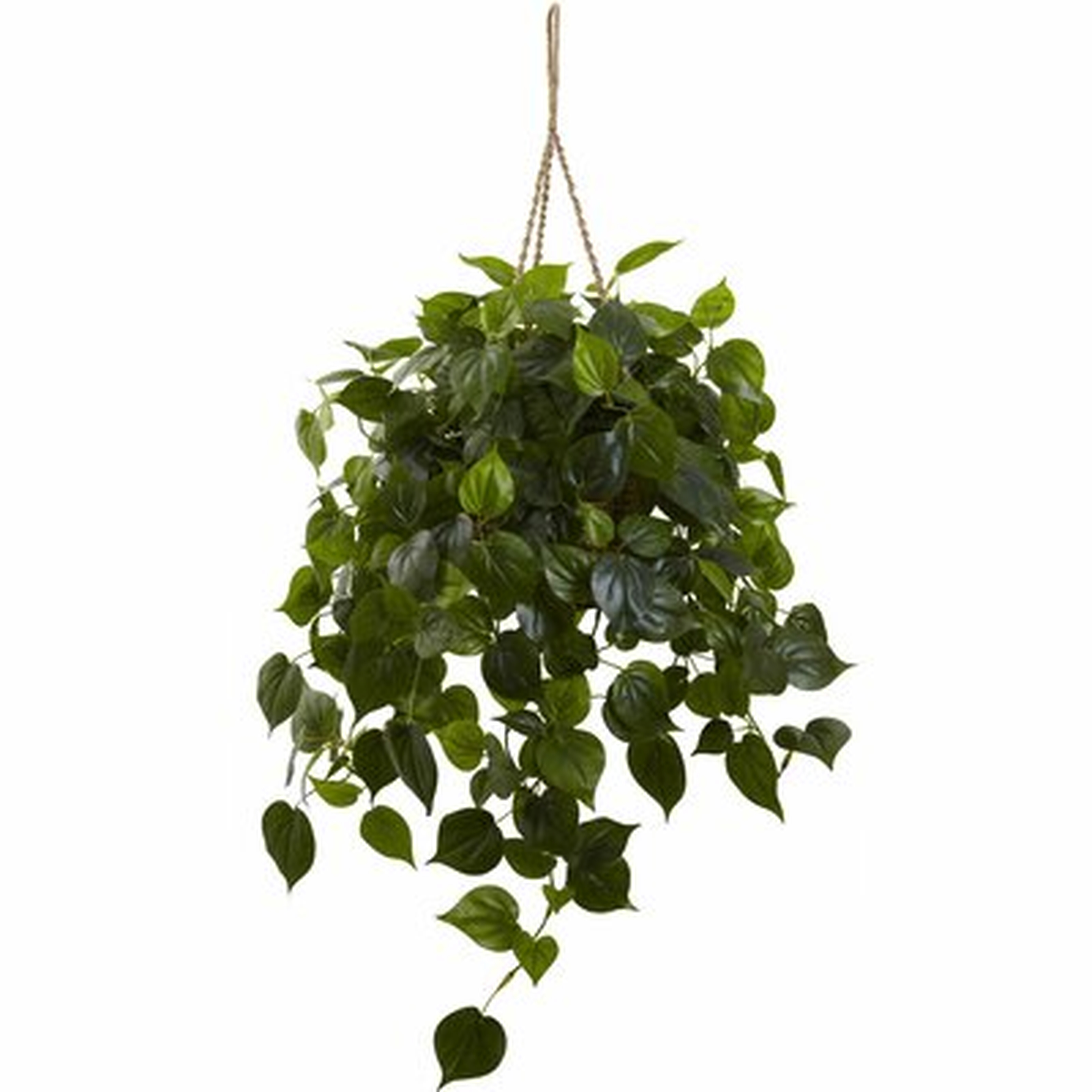 Philodendron Hanging Plant in Basket - Wayfair