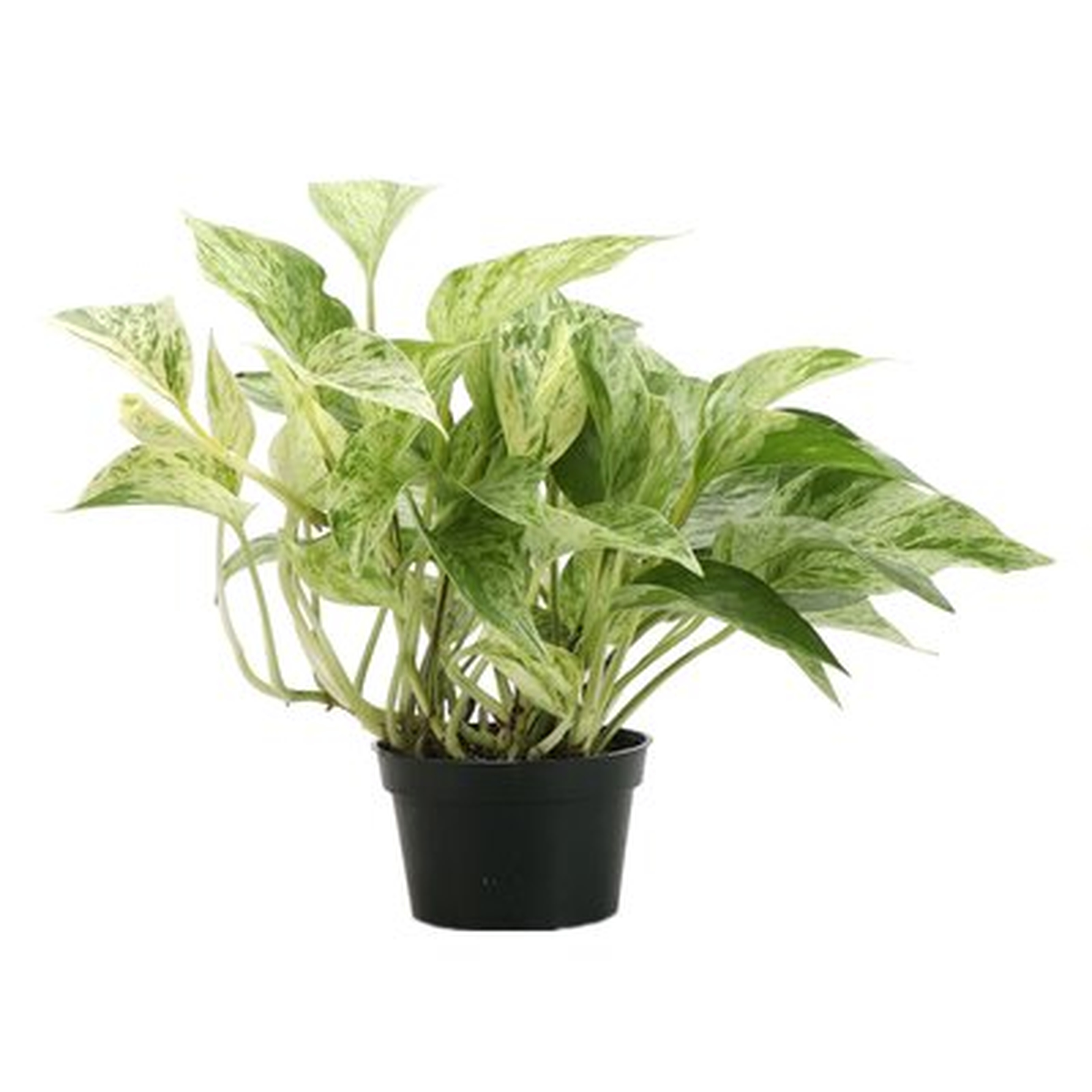 Live Foliage Plant in Pot - Wayfair