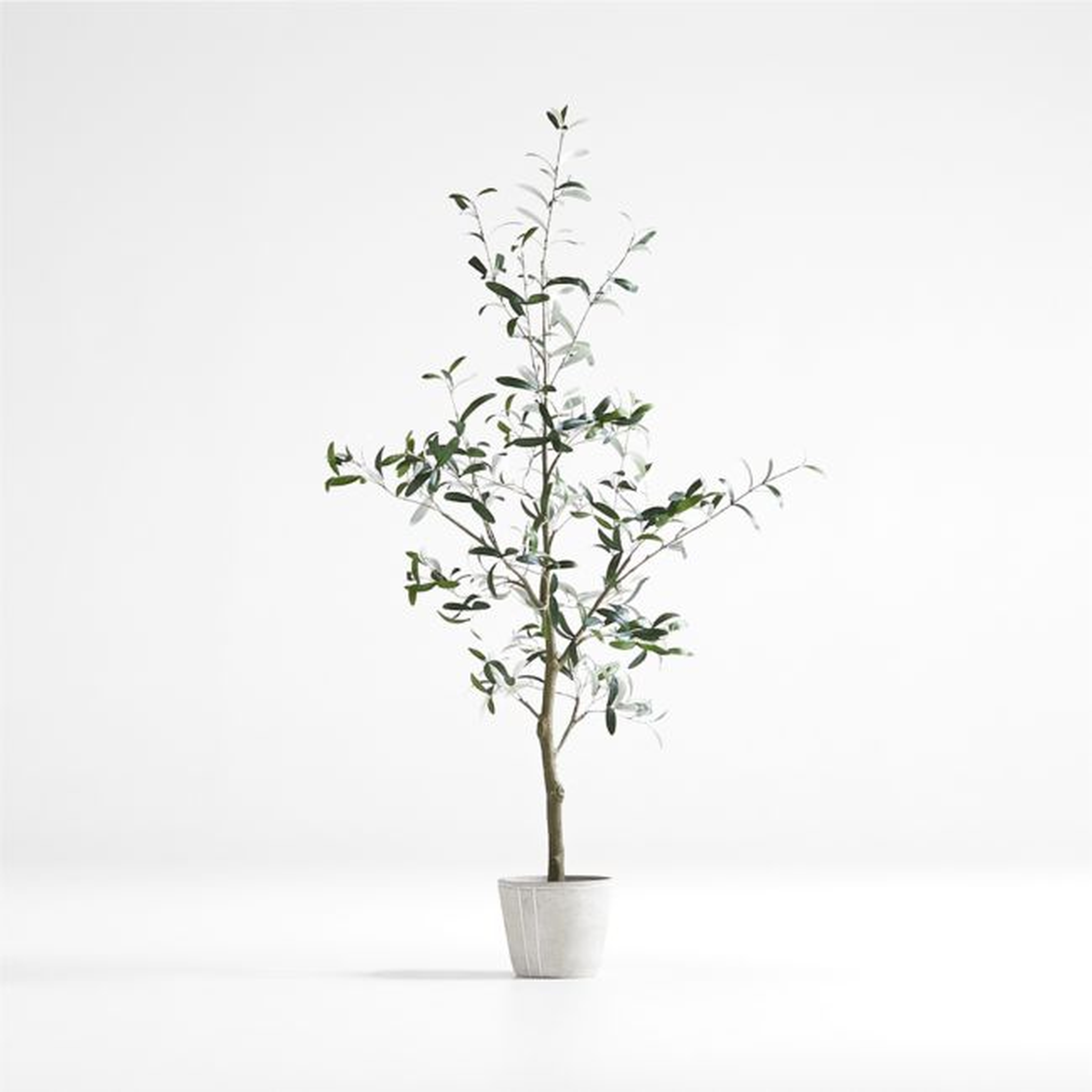 Faux Olive Tree in Pot 5' - Crate and Barrel