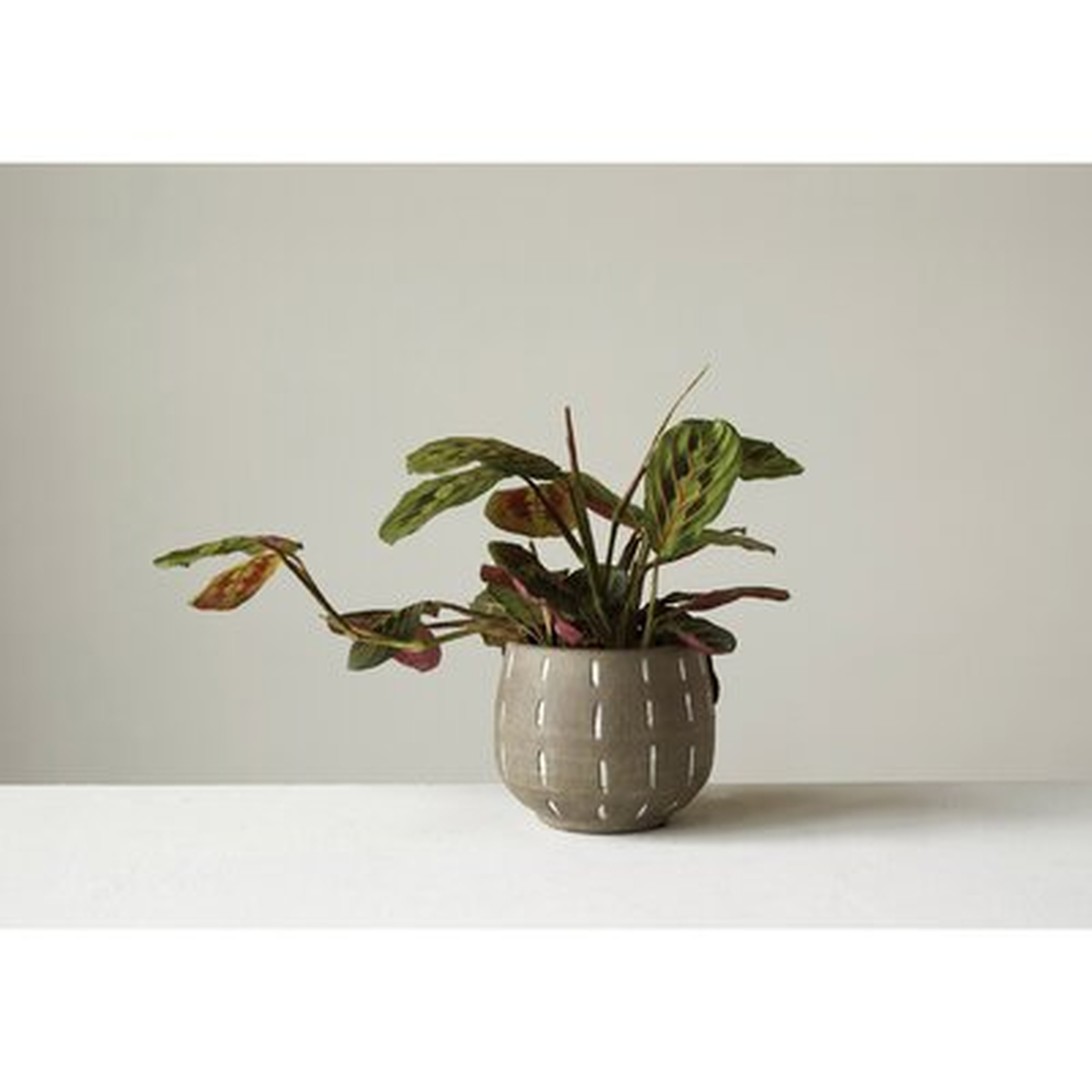 Boan Glazed Terracotta Pot Planter - Birch Lane