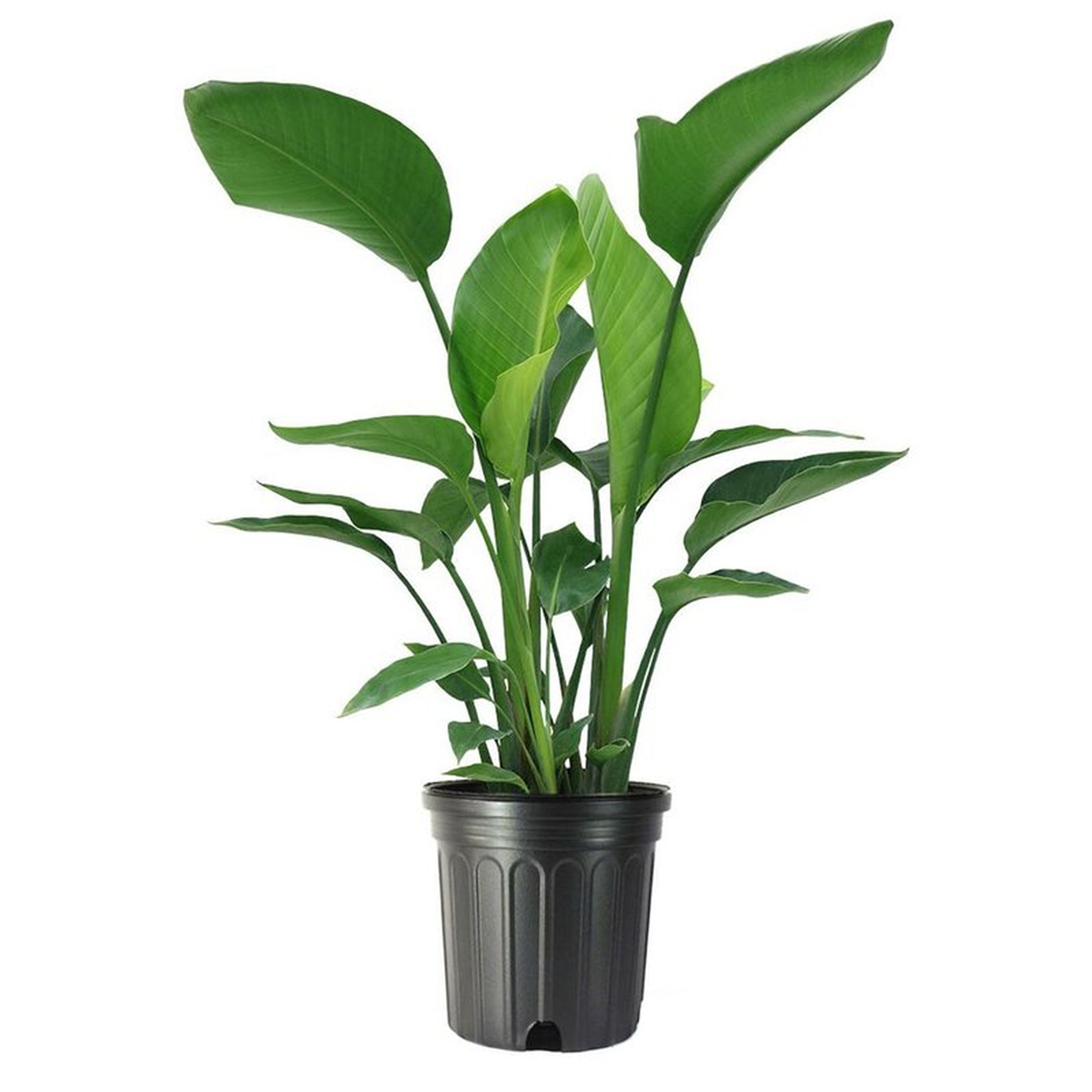 American Plant Exchange Low Maintenance 30'' Bird Of Paradise Plant Floor Plant with Air Purifying Qualities for Outdoor Use - Wayfair