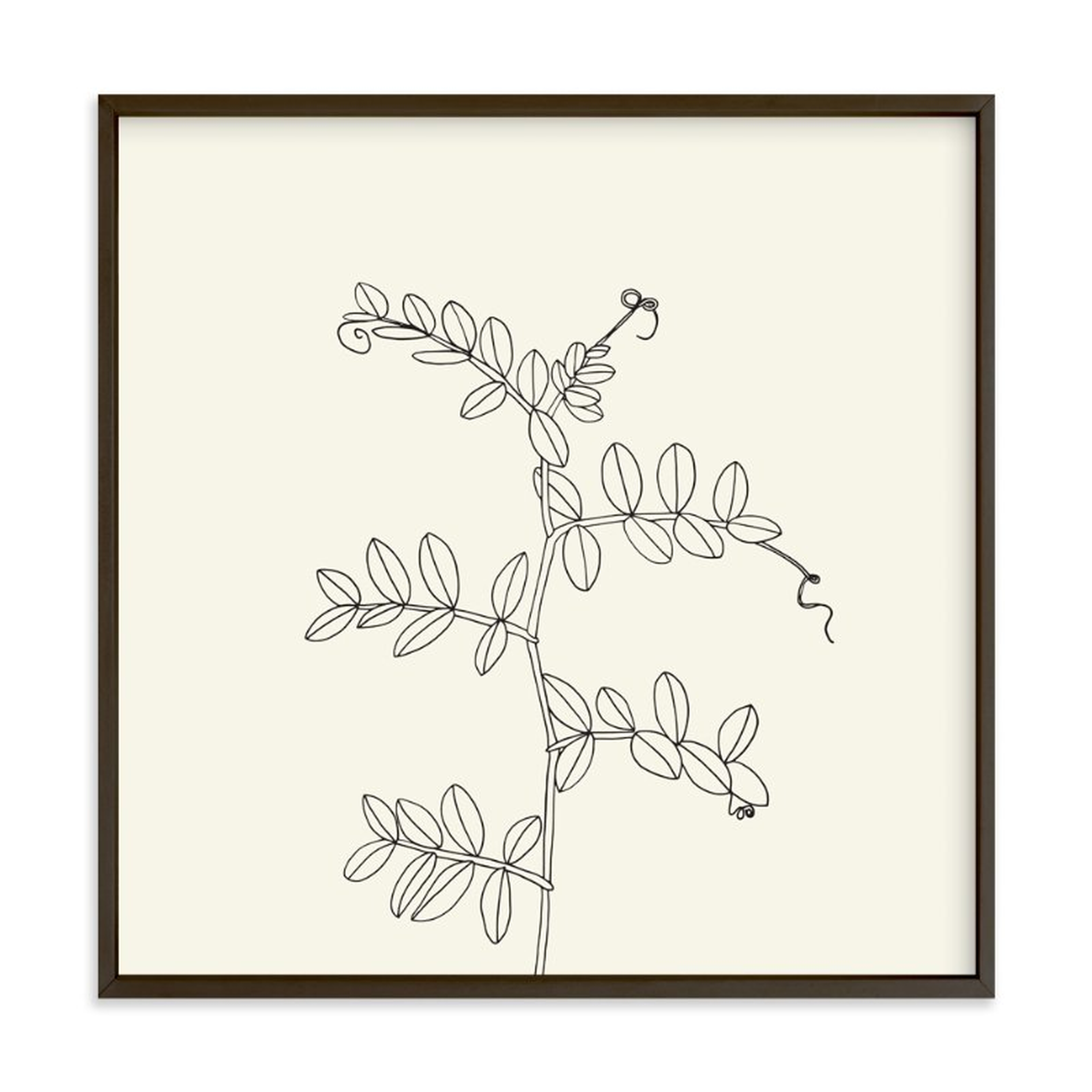 Wild Pea Art Print - Minted