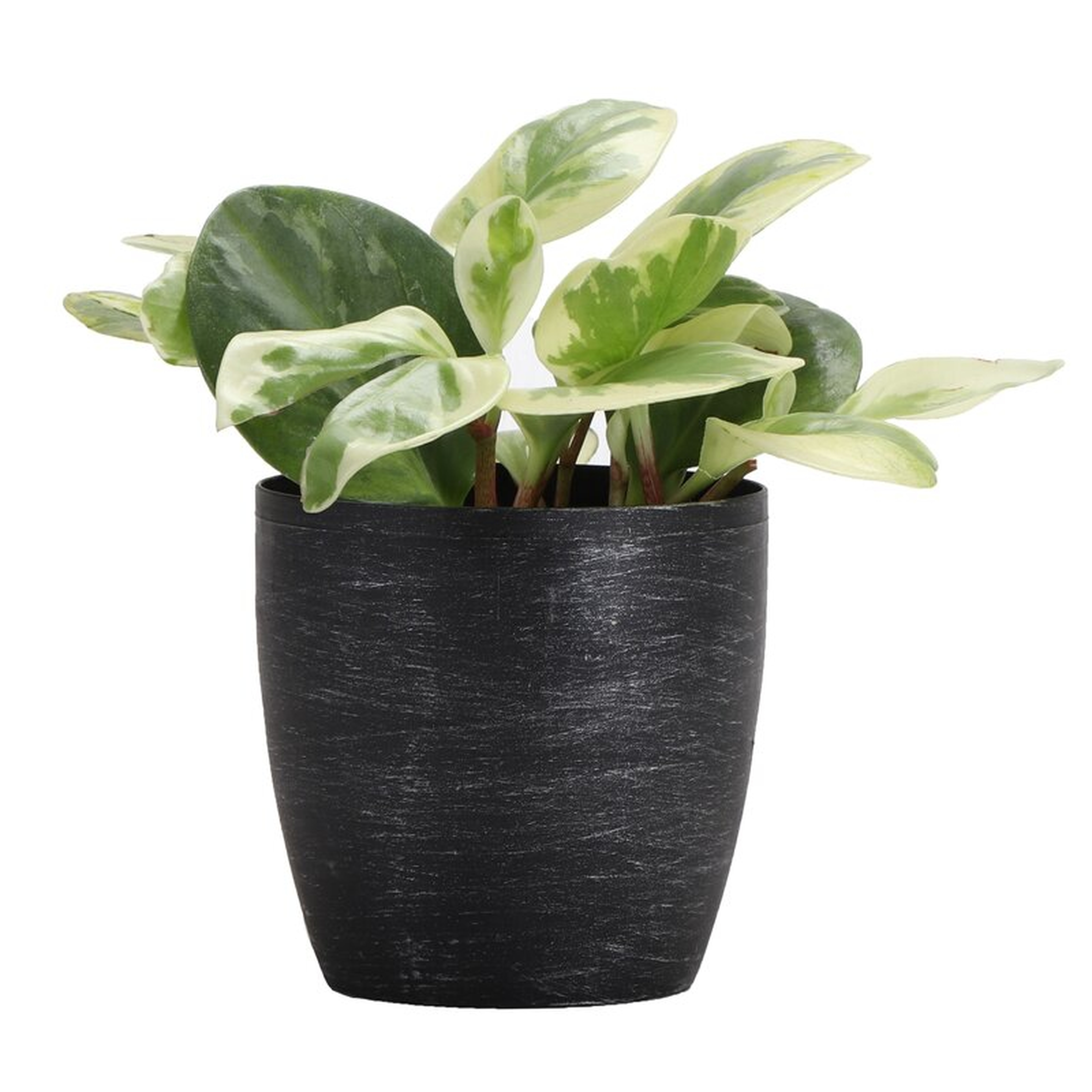 Thorsen's Greenhouse 4" Live Foliage Plant in Pot Base Color: Brushed Silver - Perigold