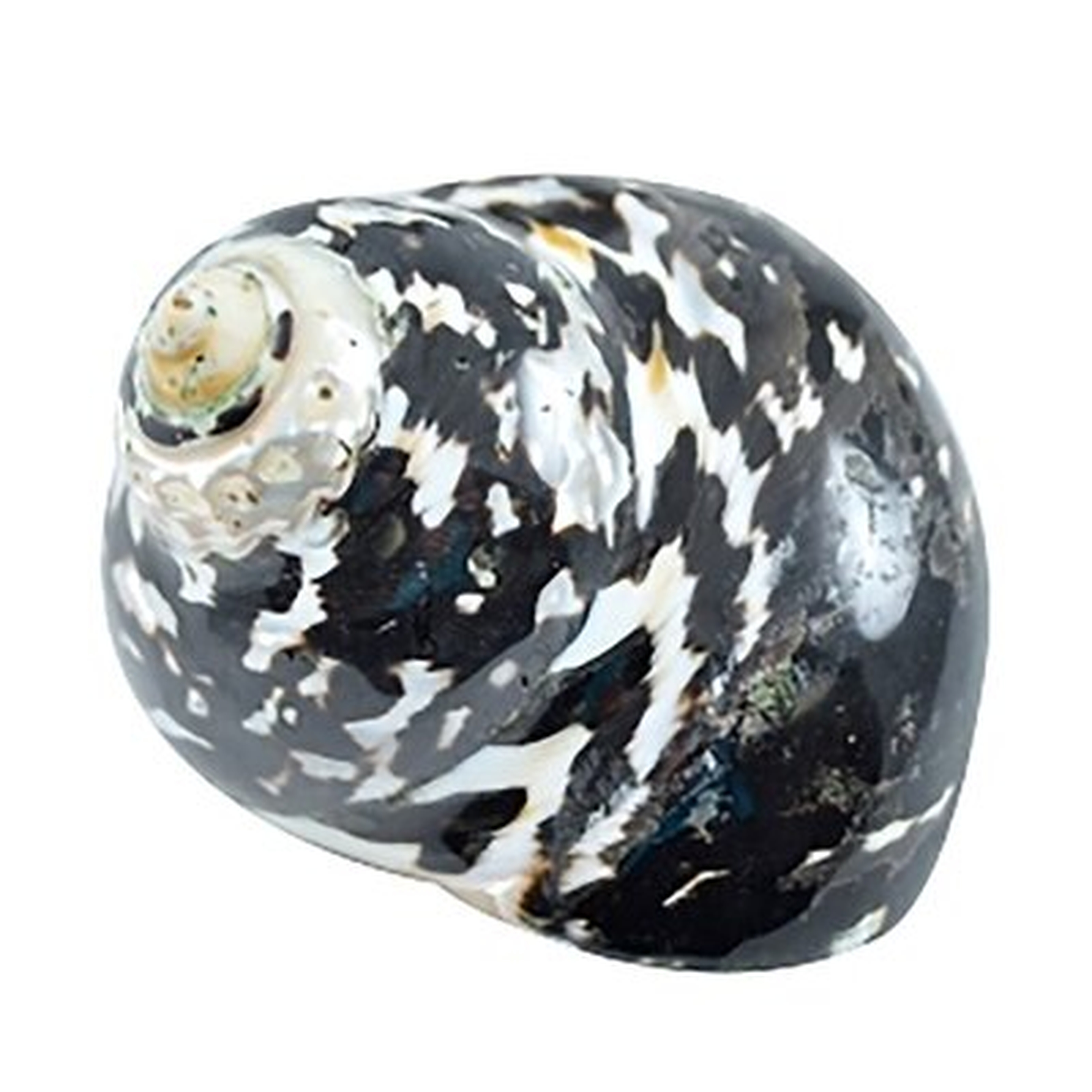 Stoudt Magpie Polished Shell - Wayfair