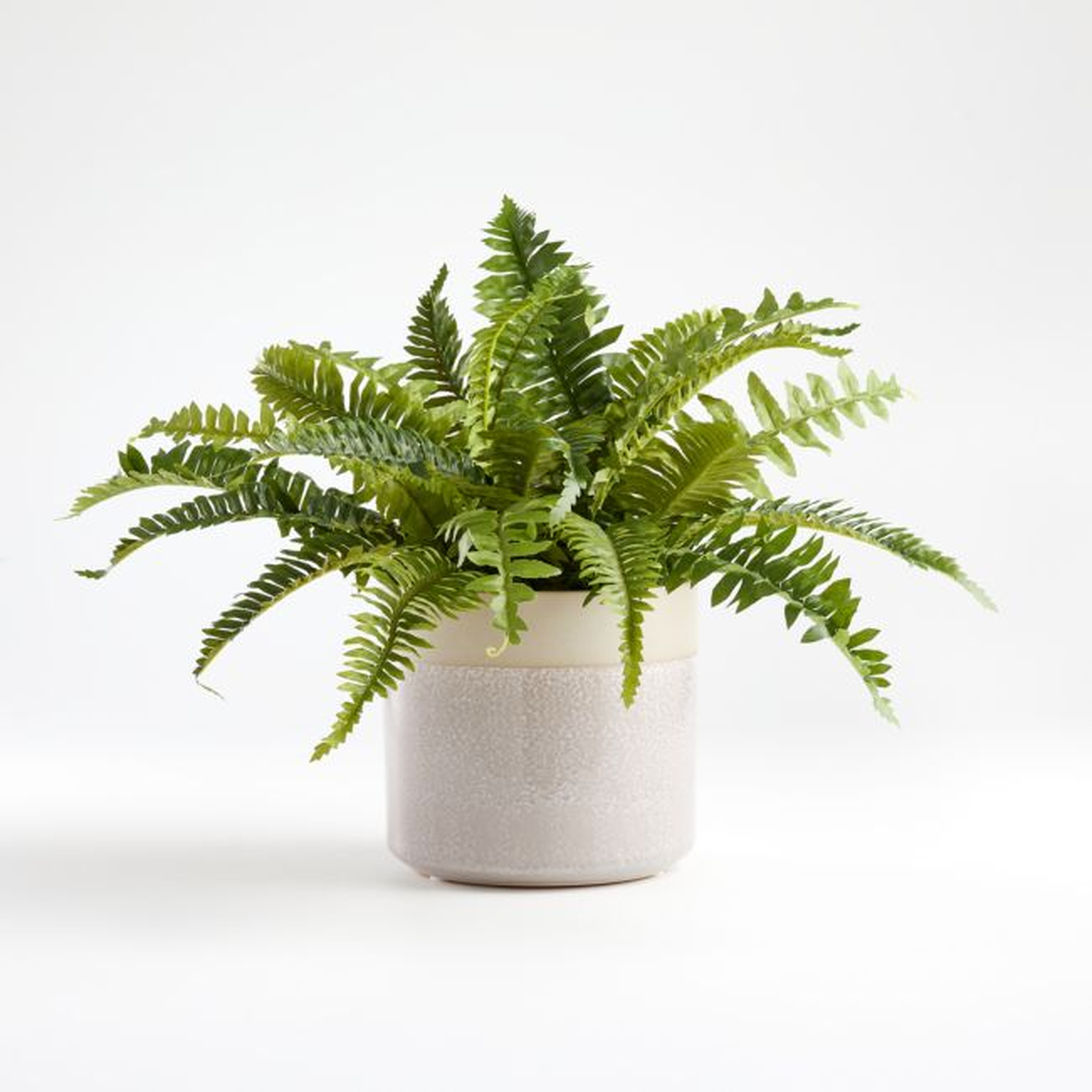 Faux Potted Fern - Crate and Barrel