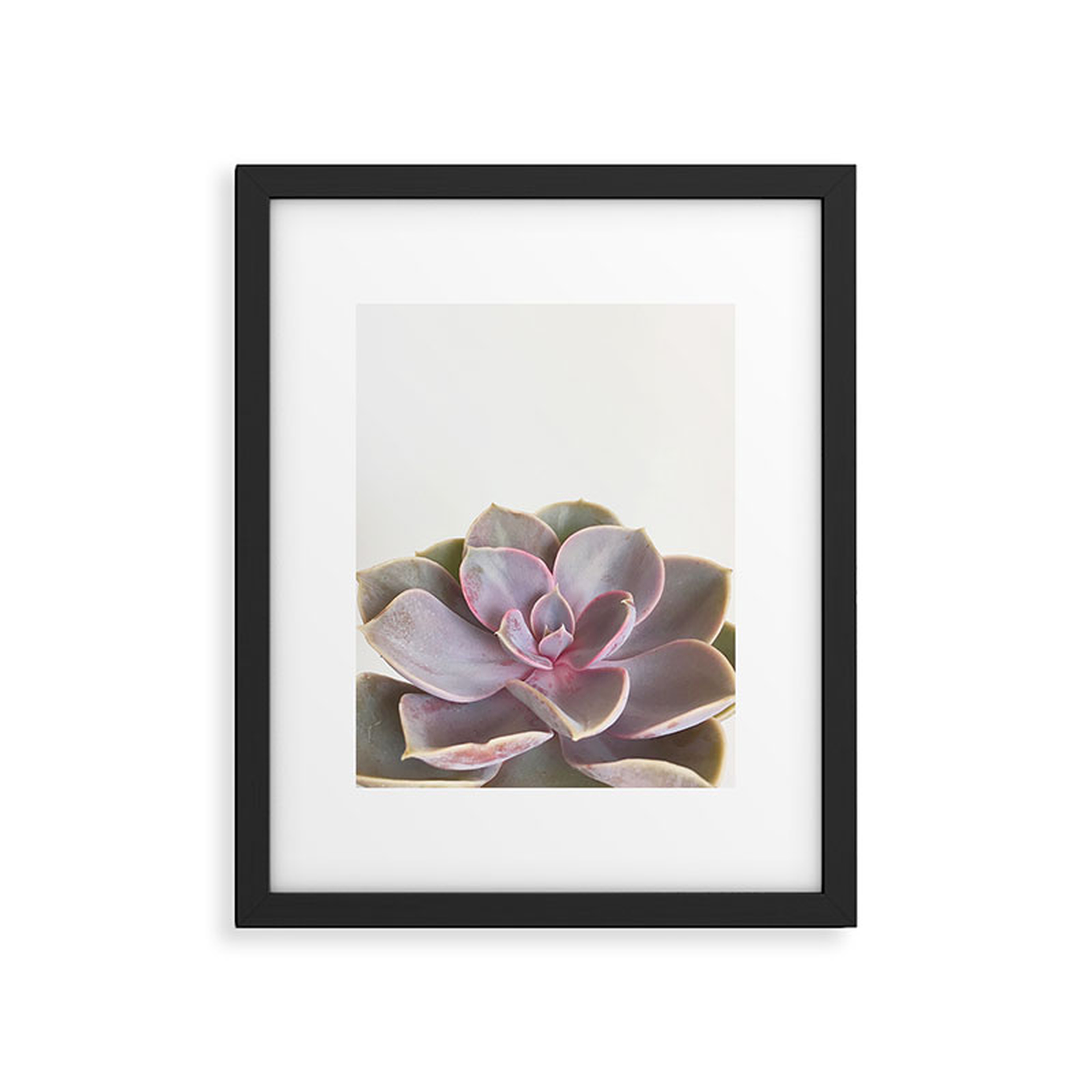 Purple Succulent by Cassia Beck - Framed Art Print Modern Black 8" x 10" - Deny Designs