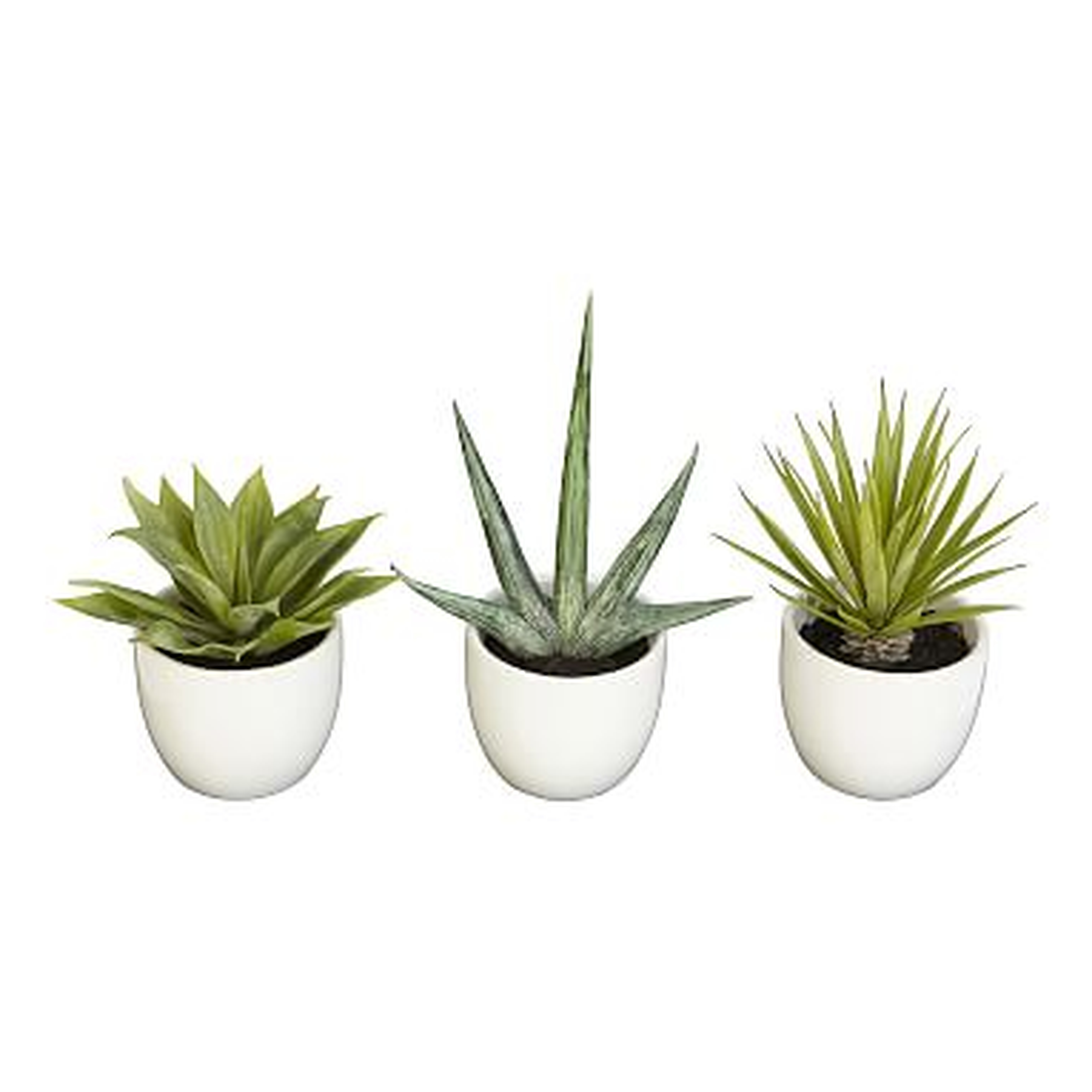 Faux Potted Southwest Plants, Set of 3 - Pottery Barn Teen