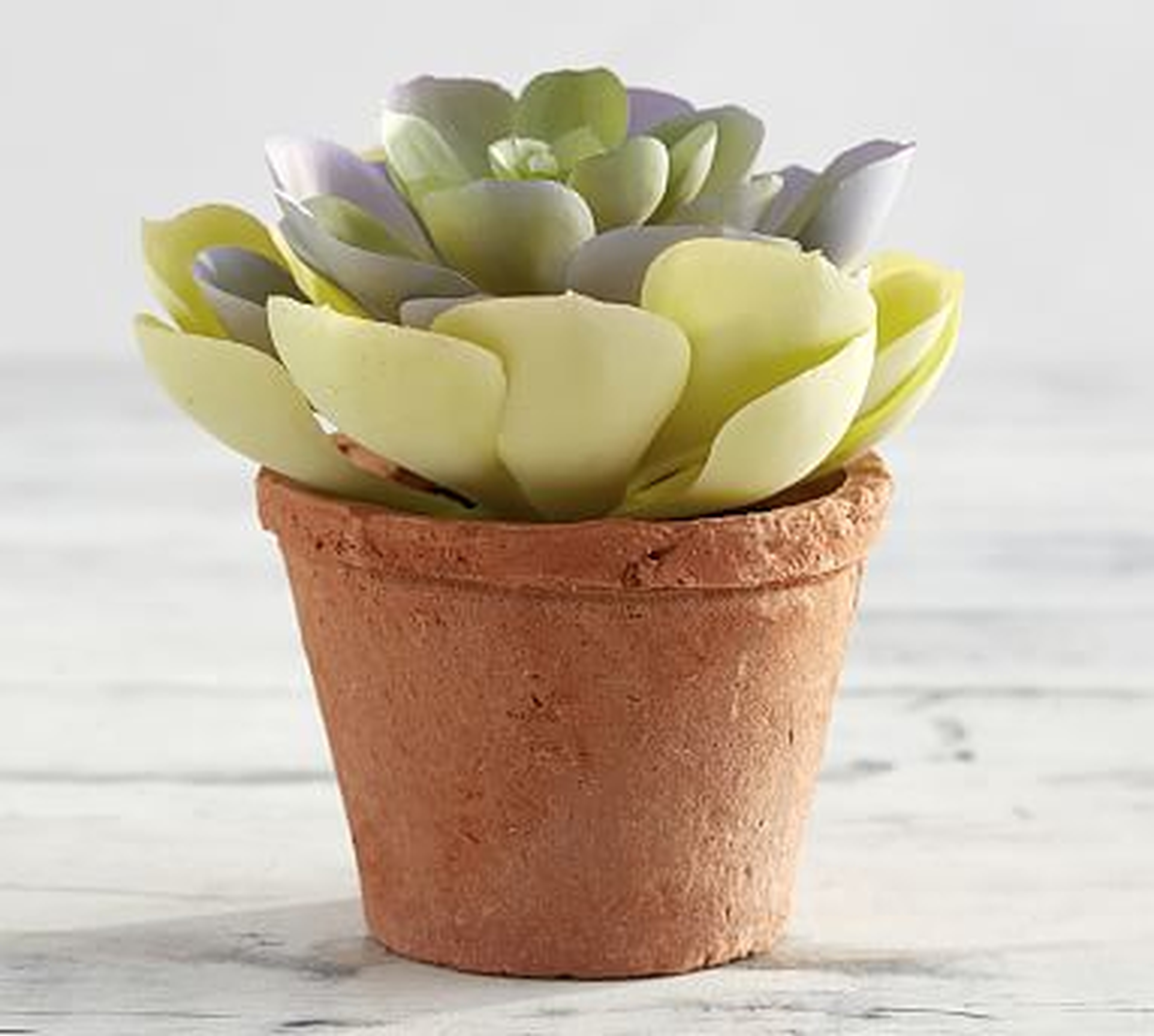 Potted Faux Echeveria Succulent, Small - Ivory Ceramic Pot - Pottery Barn