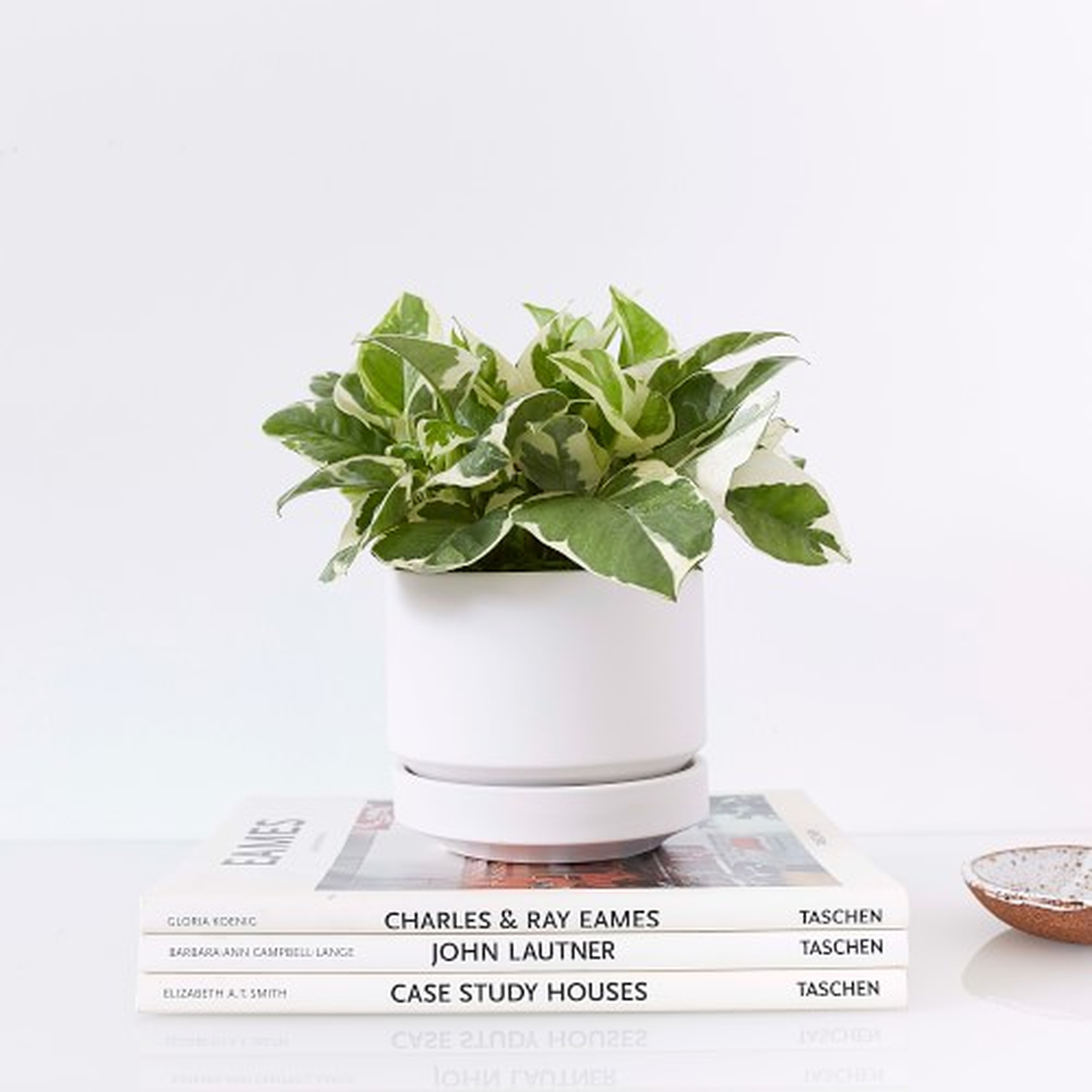 Revival Ceramics Round Two White Planter Pot, 4" - Williams Sonoma
