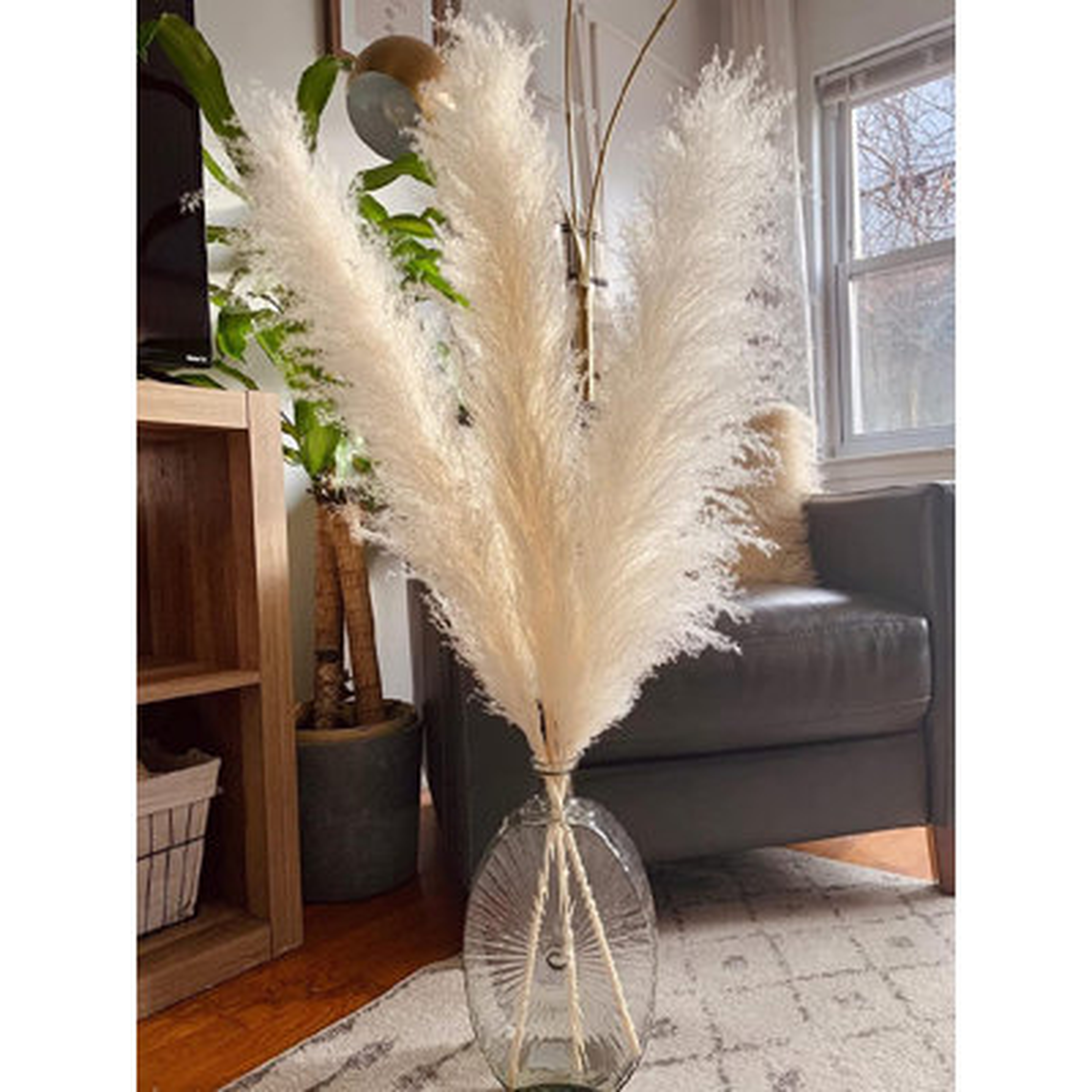 Large Pampas Grass Fluffy Pampas Grass Dried Grass - Wayfair