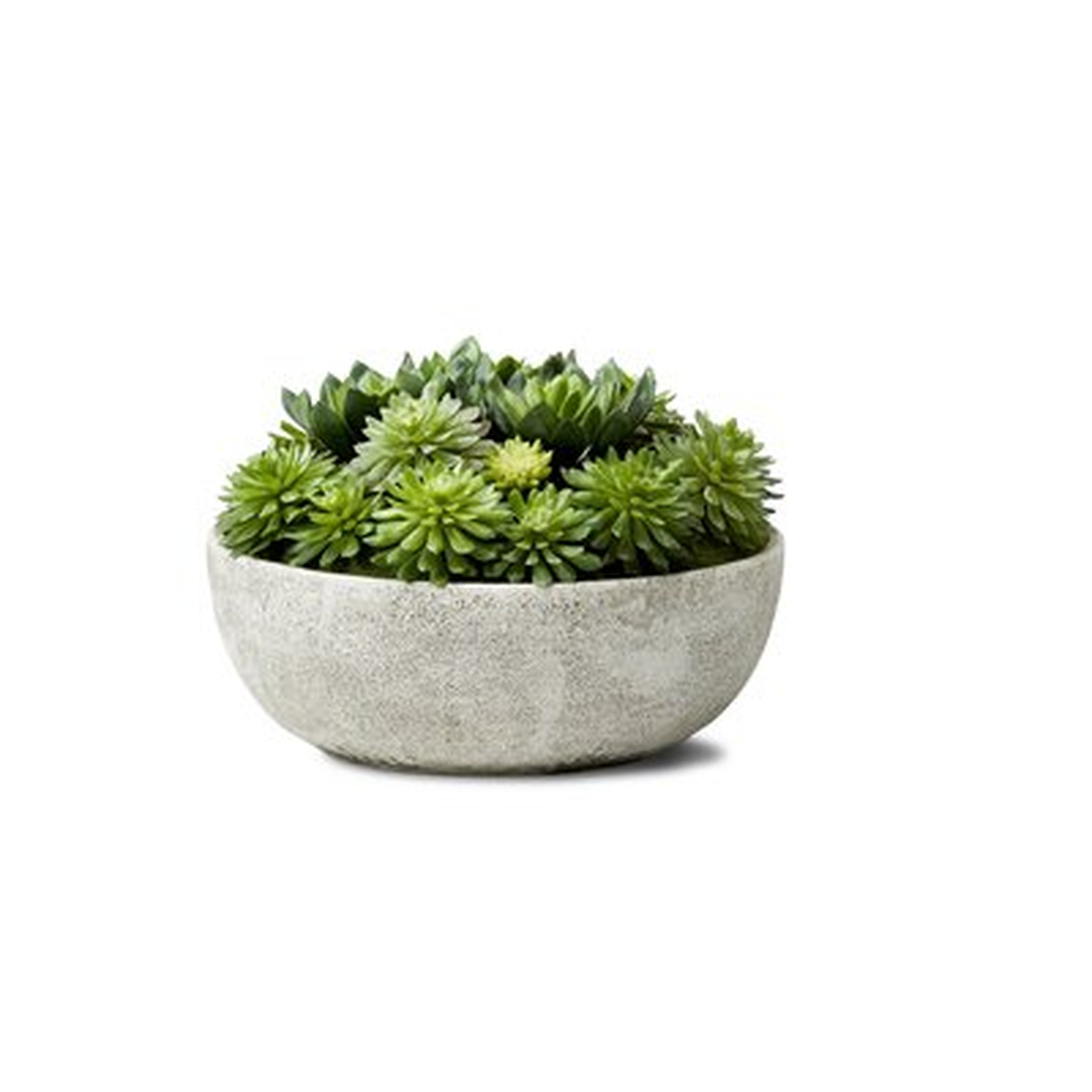 Evergreen Succulent Pot - Wayfair