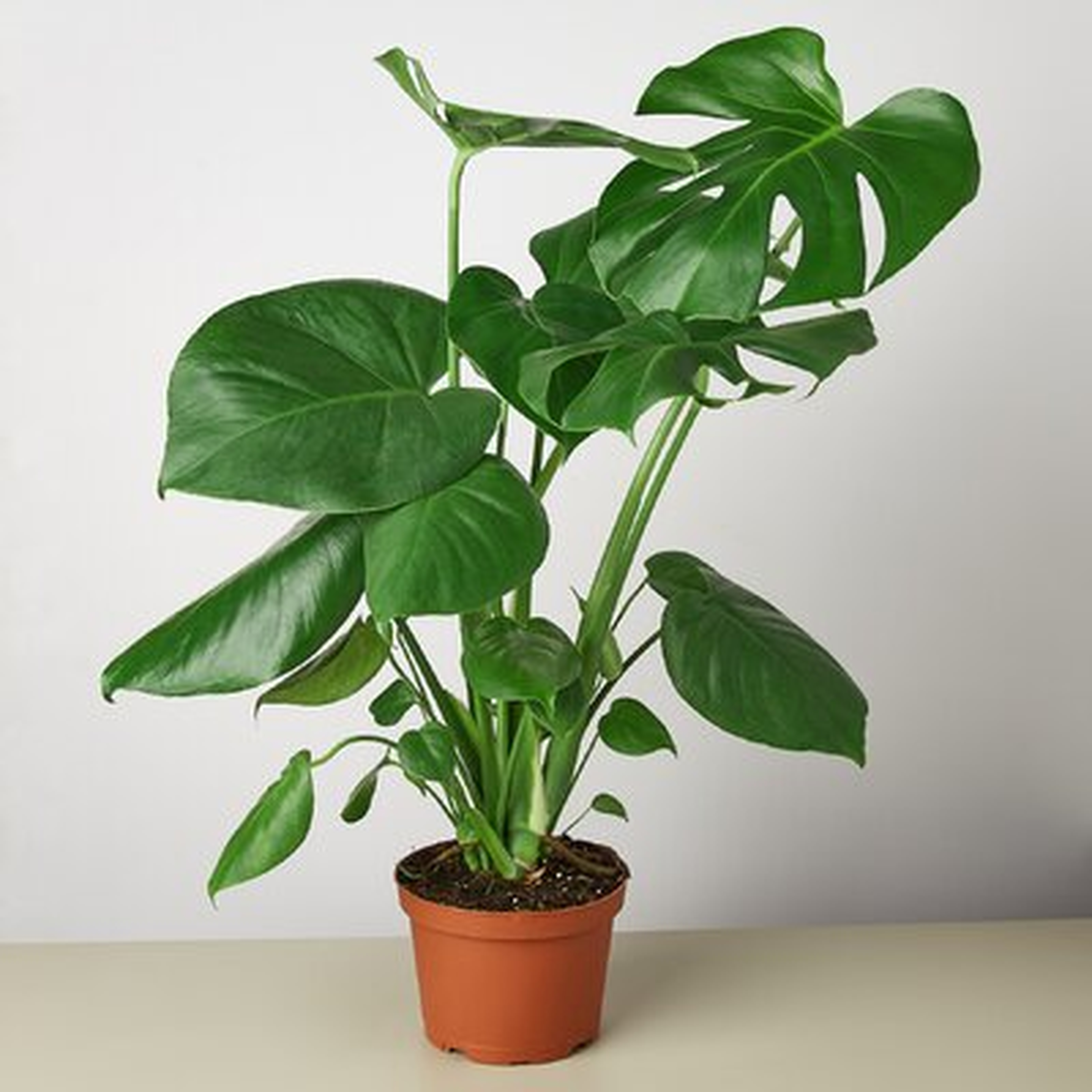 Philodendron ˜Monstera' - 6" Pot - Wayfair