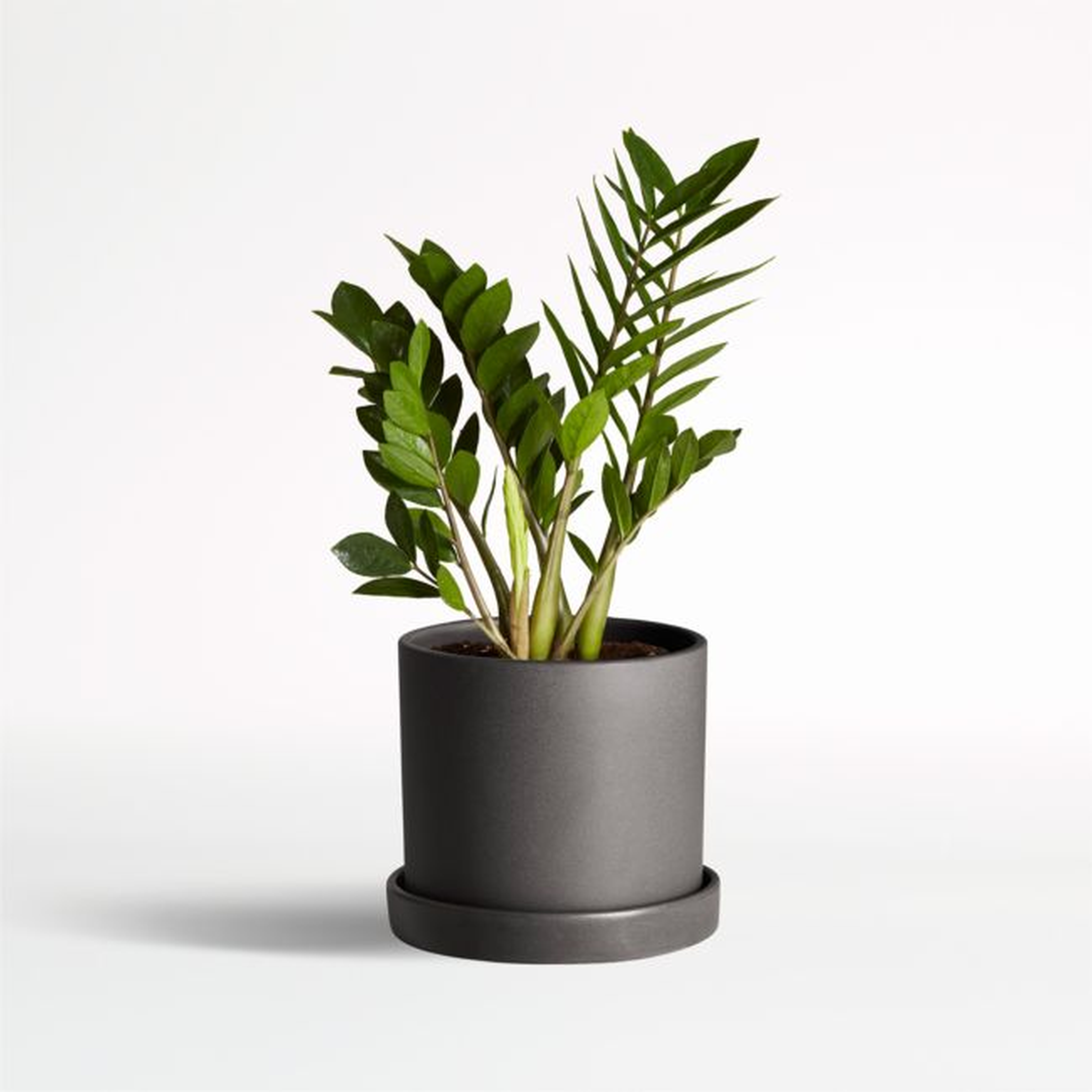 Live ZZ Plant in Black Hyde Planter by The Sill - Crate and Barrel