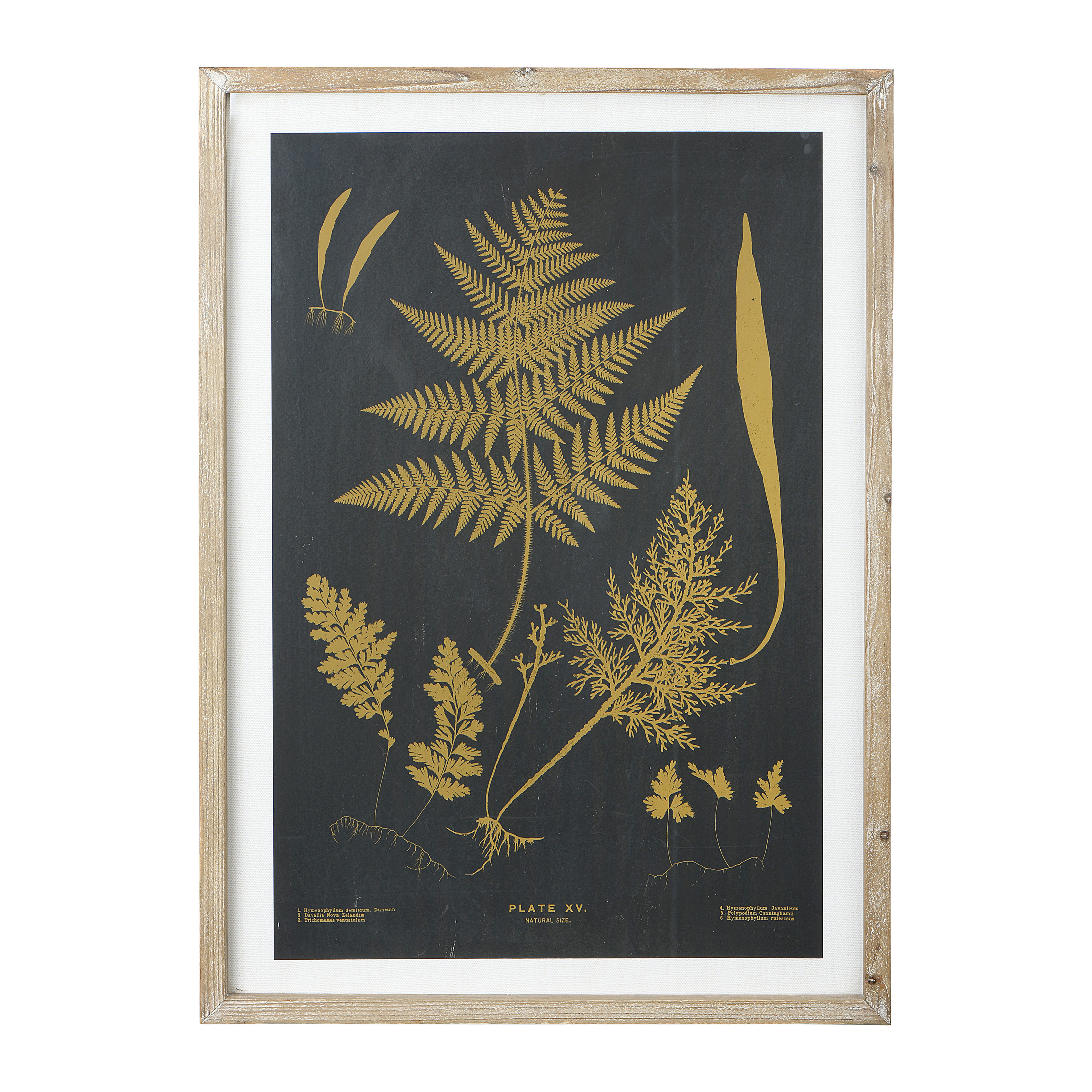 Wood and Glass Wall Decor With Fern, Black - Creative Co-Op