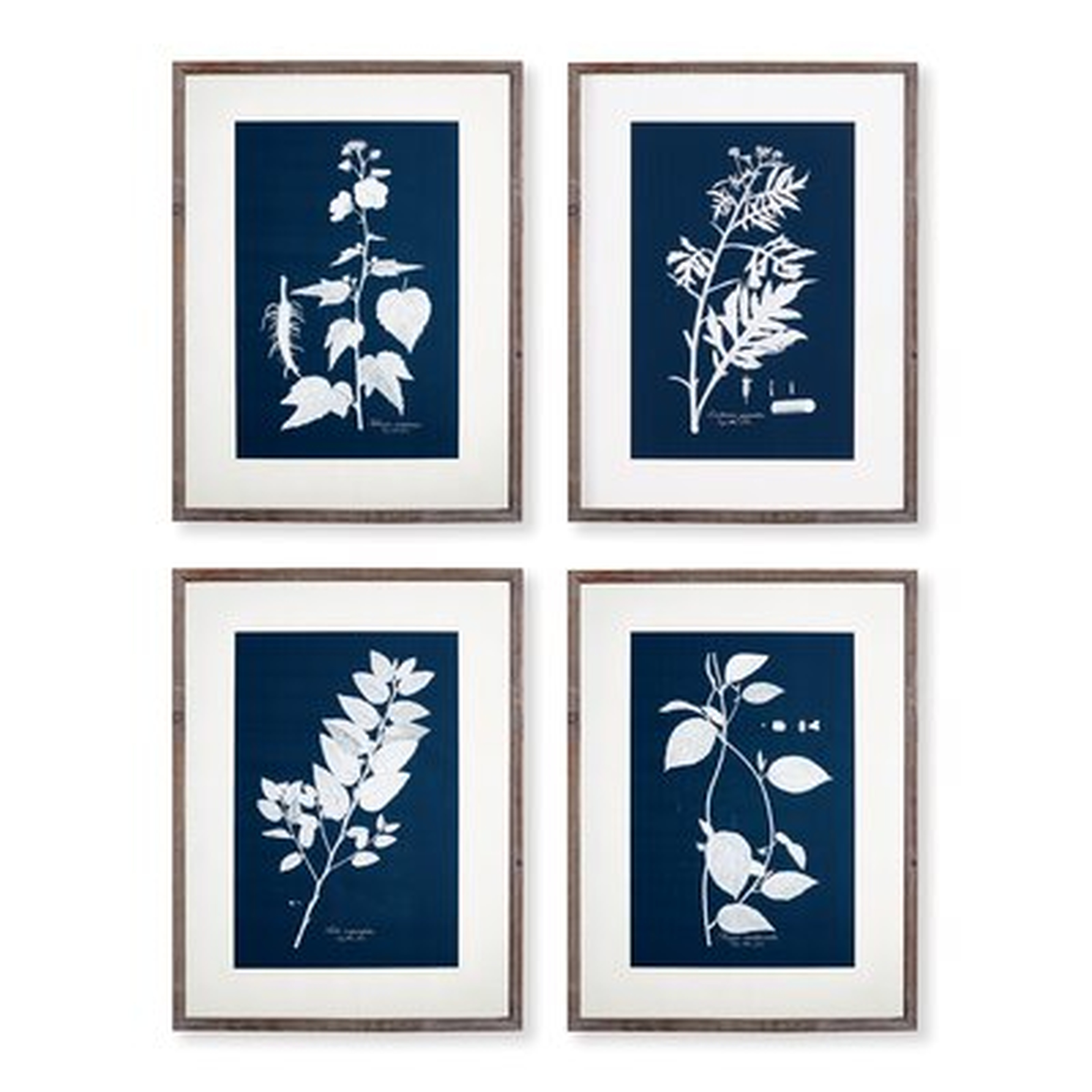 'Cyano Botanical Leaf Study' - 4 Piece Picture Frame Print Set on Paper - Wayfair
