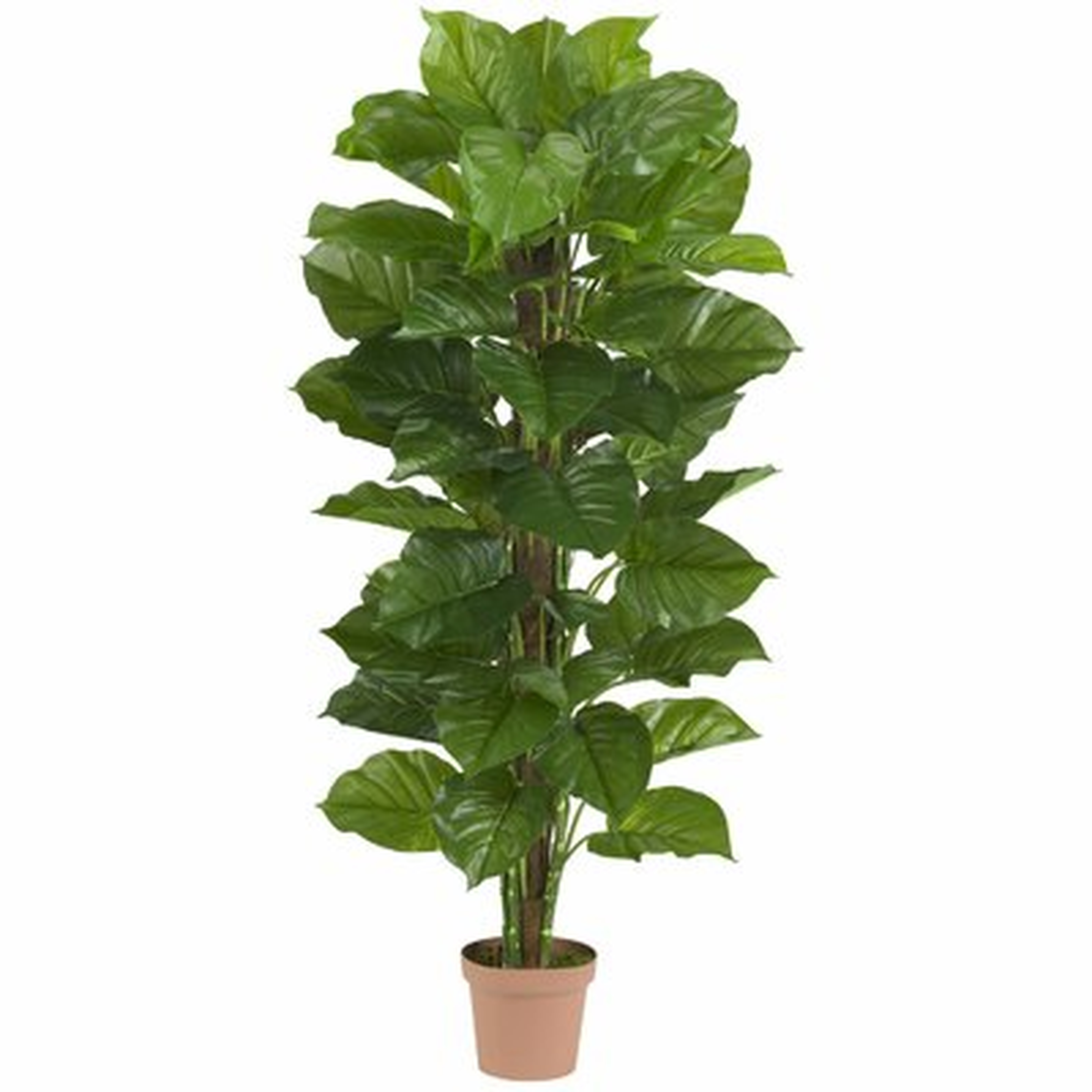 Philodendron Foliage Tree in Pot - Wayfair