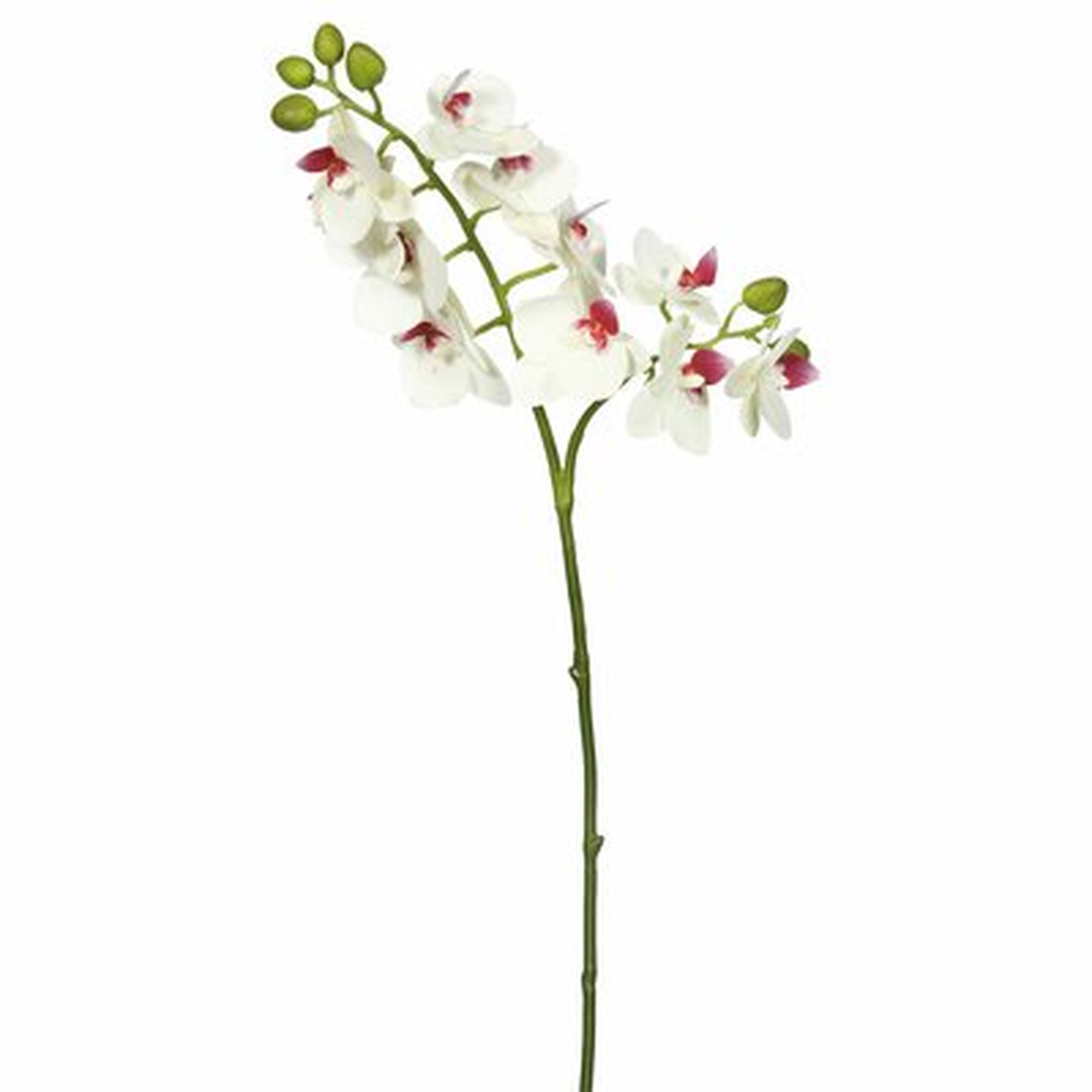 Medium Real Touch Orchid Stem - Birch Lane