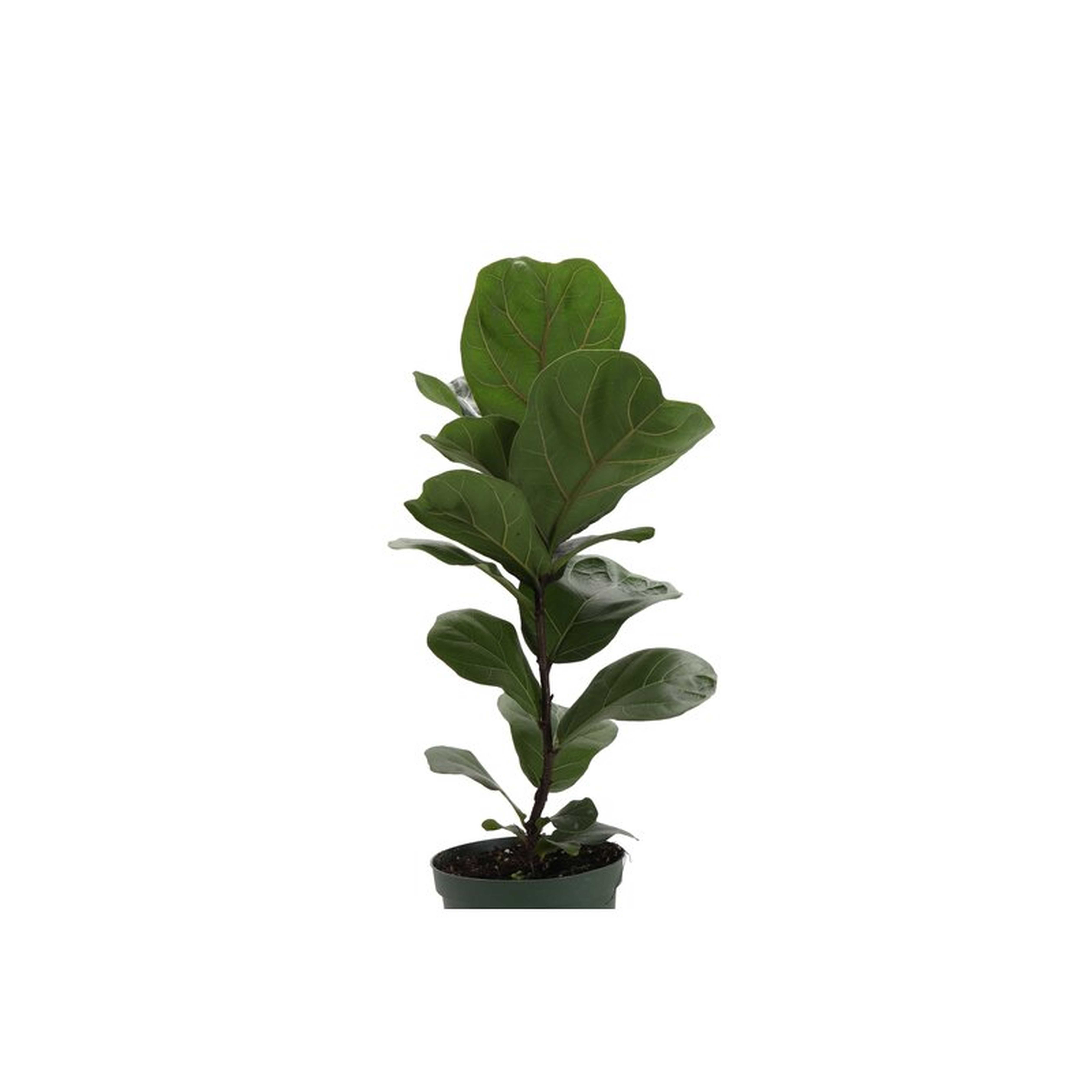 Thorsen's Greenhouse Live Fiddle Leaf Fig Plant, 6"" Diameter - Perigold