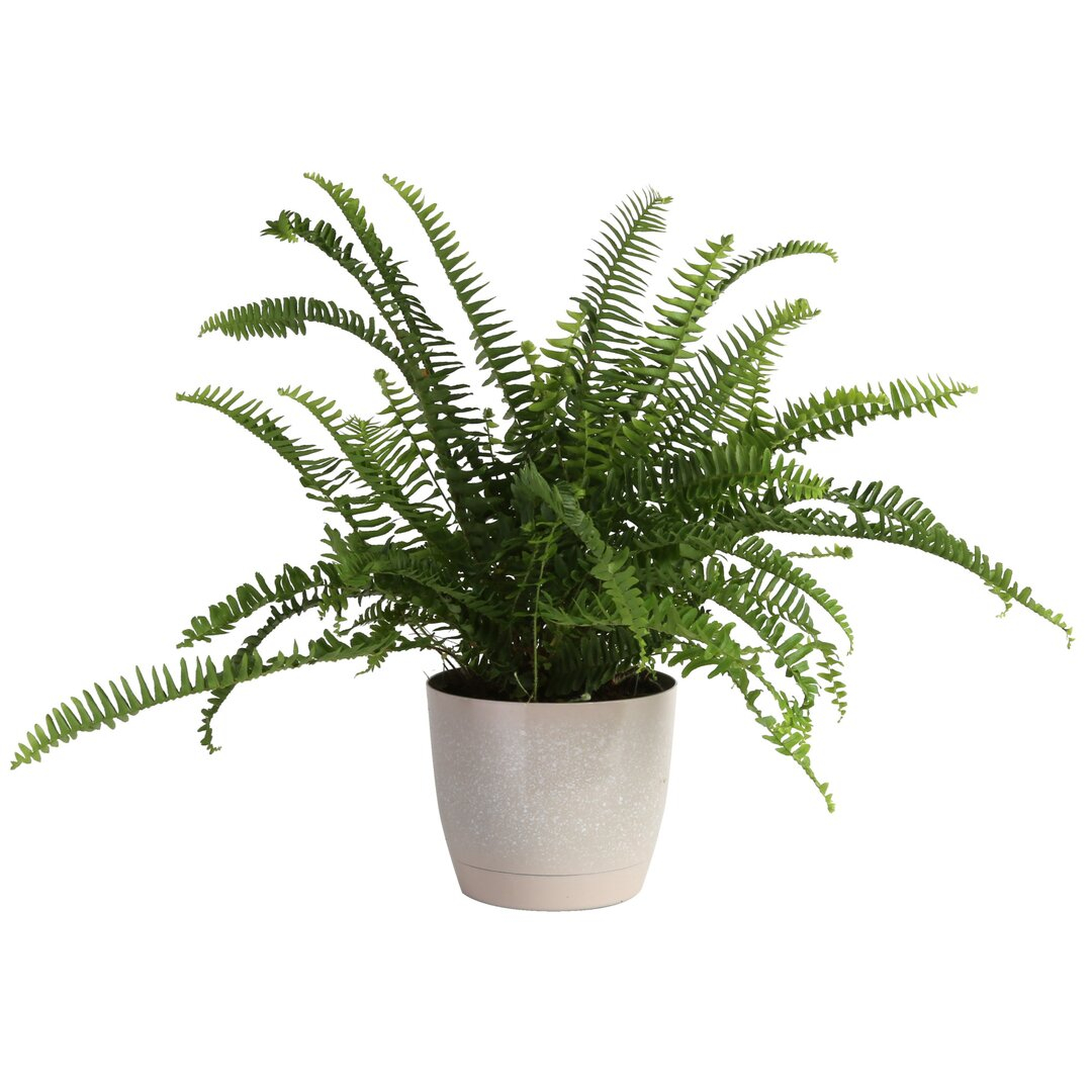 Costa Farms Fern in Décor Planter - Perigold