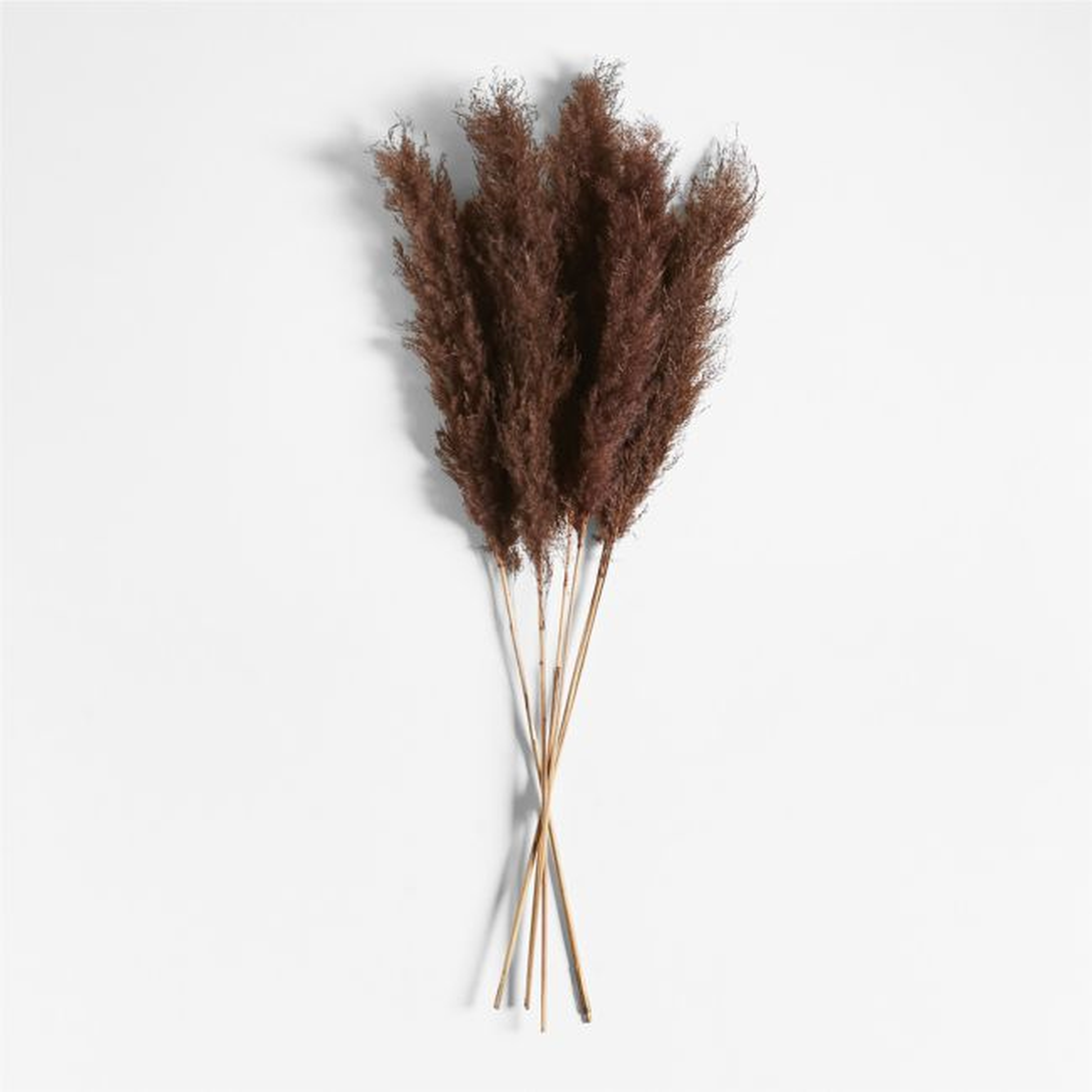 Dried Brown Grass Plume - Crate and Barrel