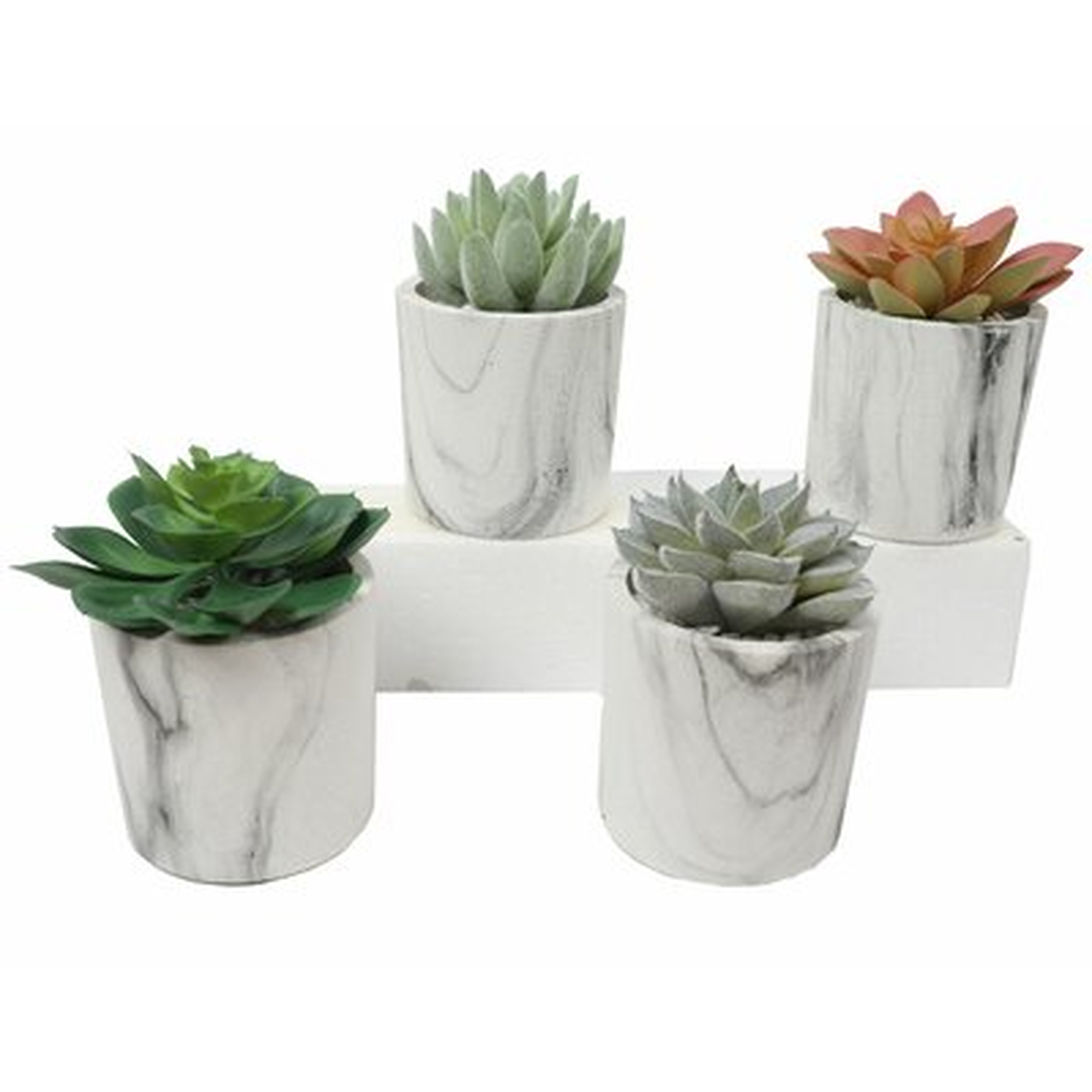 4 Piece Assorted Cactus Succulent in Pot Set - Wayfair