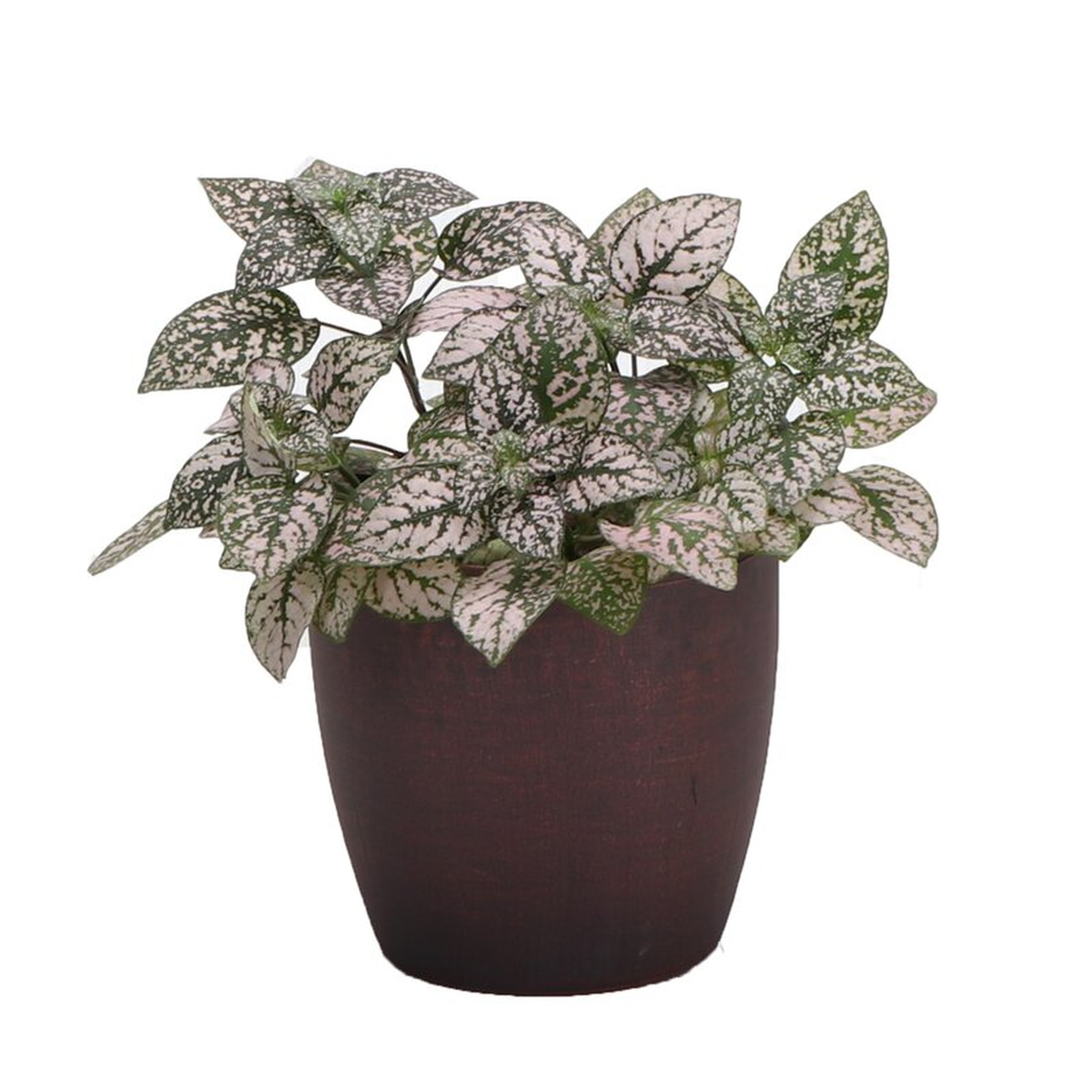 Thorsen's Greenhouse 4" Live Foliage Plant in Pot Base Color: Brushed Copper - Perigold