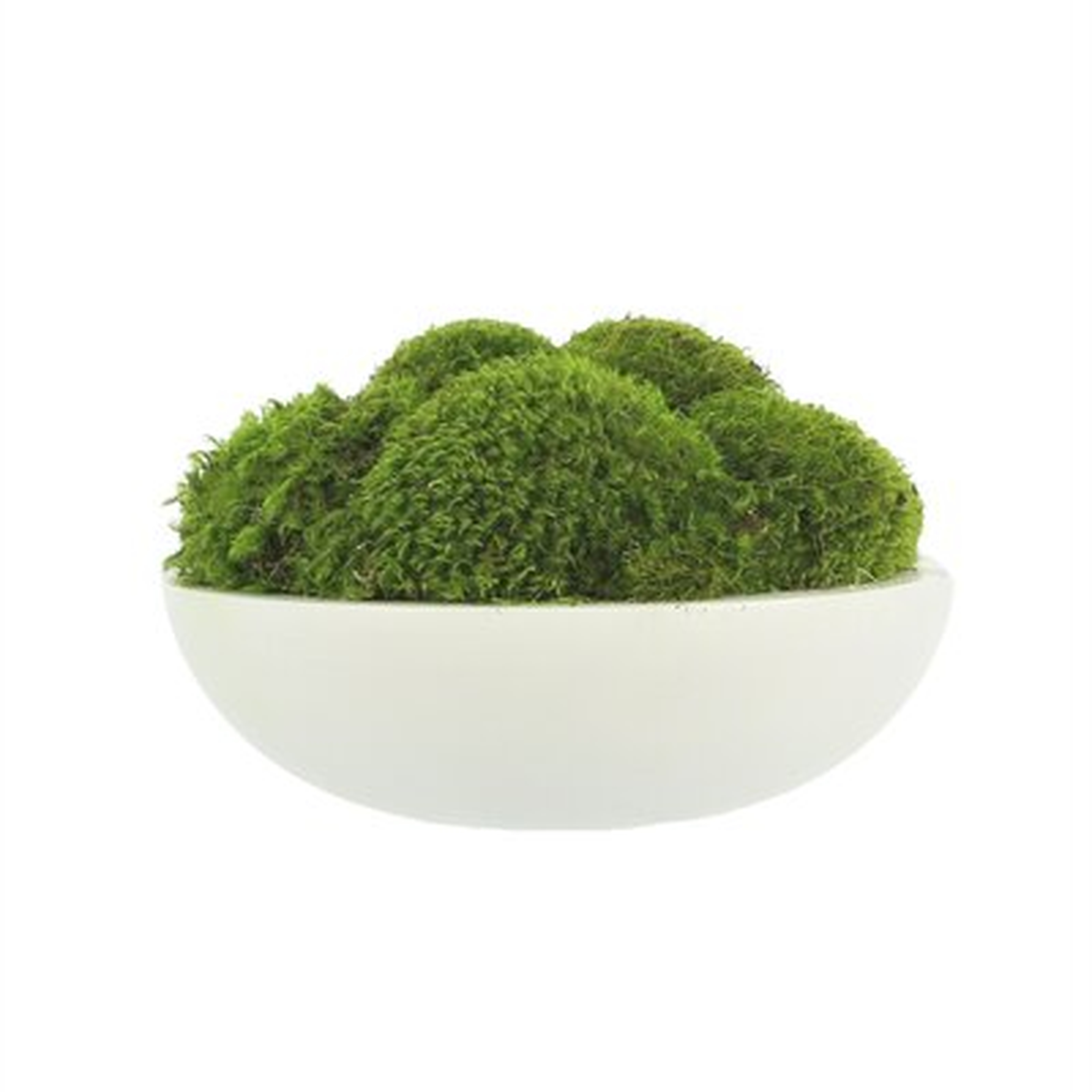 Natural Moss In White Large Bowl - Wayfair