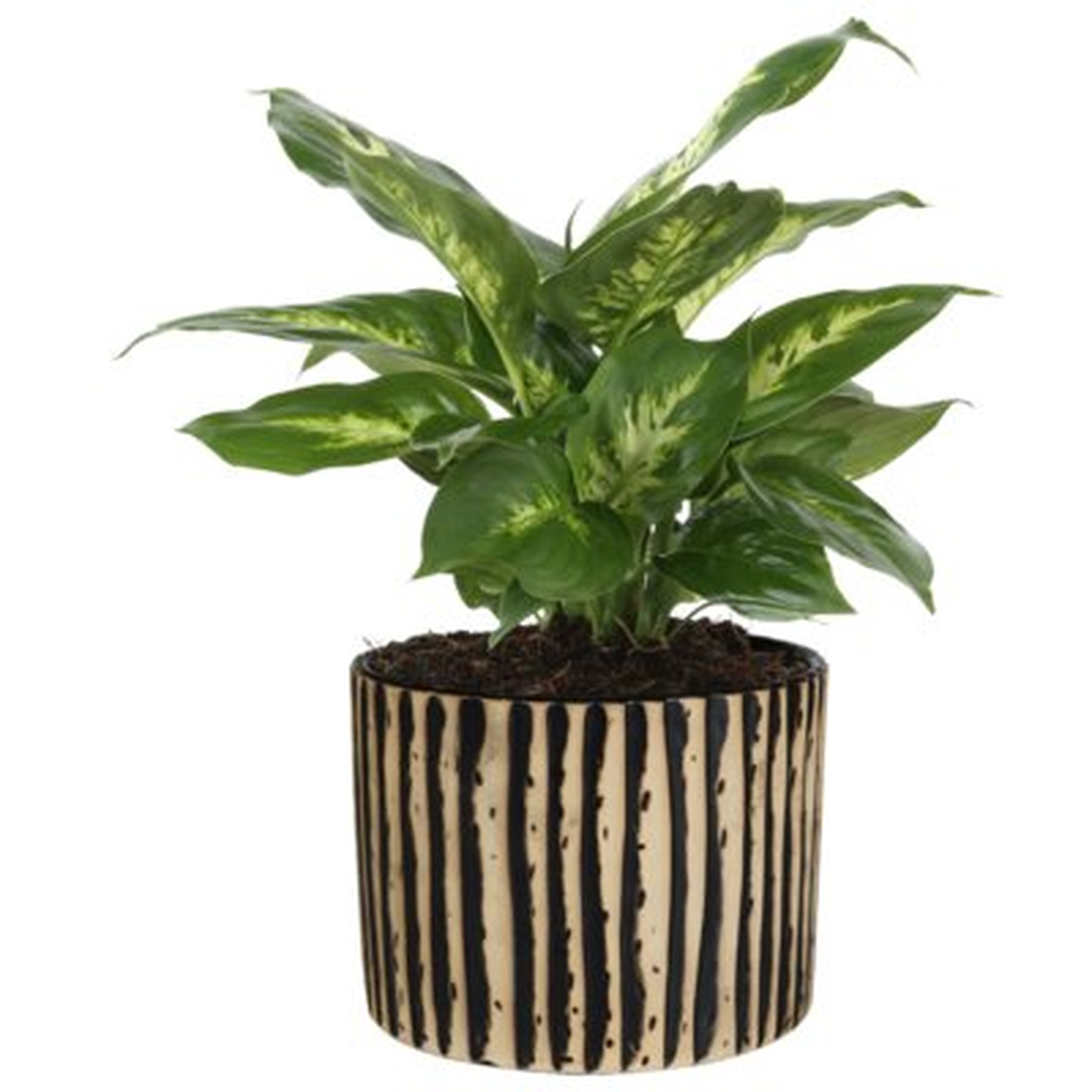 12" Dieffenbachia Plant in Planter - Wayfair