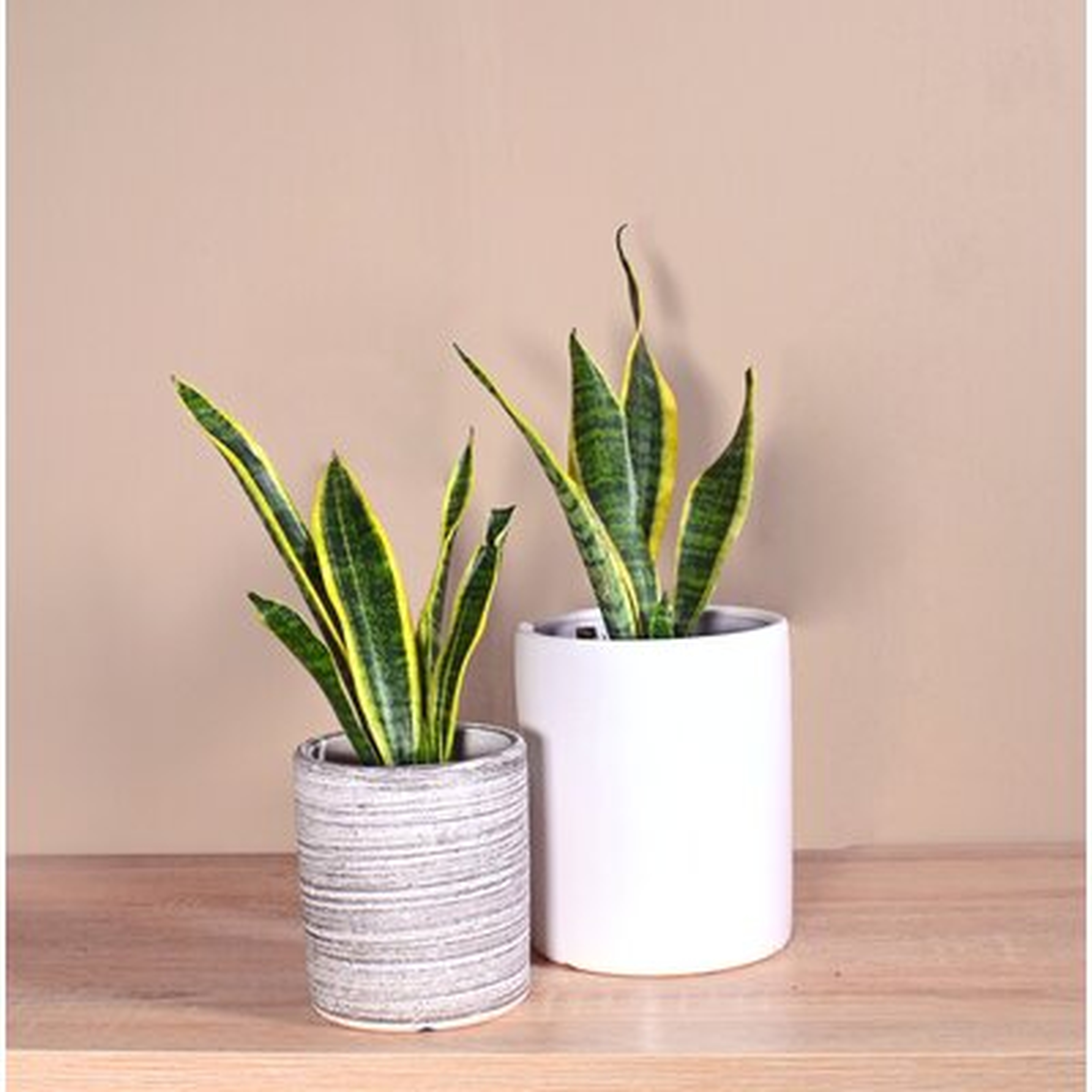 Live Plant Snake Plant With Ceramic Planter Pots 5'' Gray/6'' Black 2 Sets - Wayfair