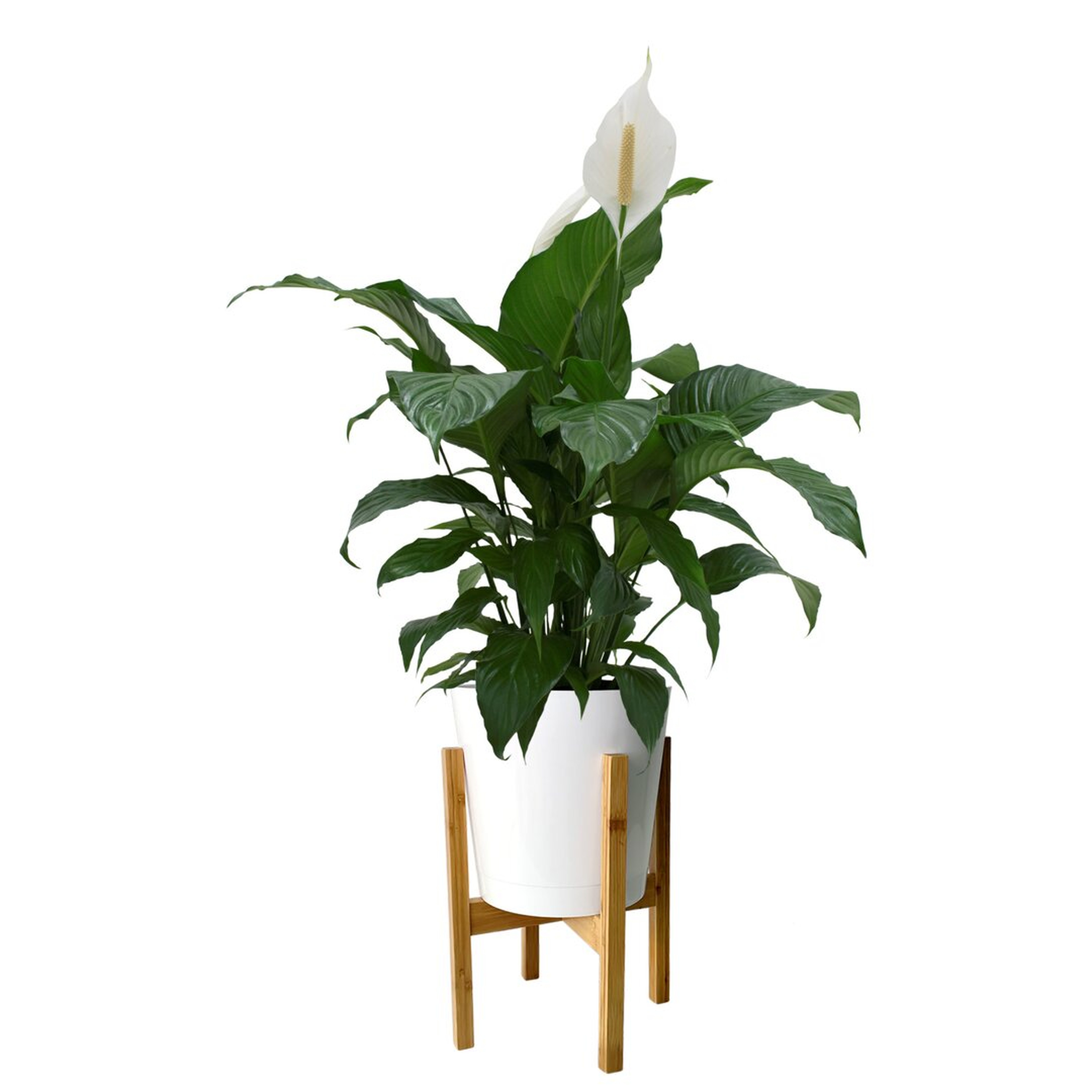 Costa Farms Costa Farms Indoor Peace Lily Spathiphyllum House Plant in 10-inch Weave Basket - Perigold