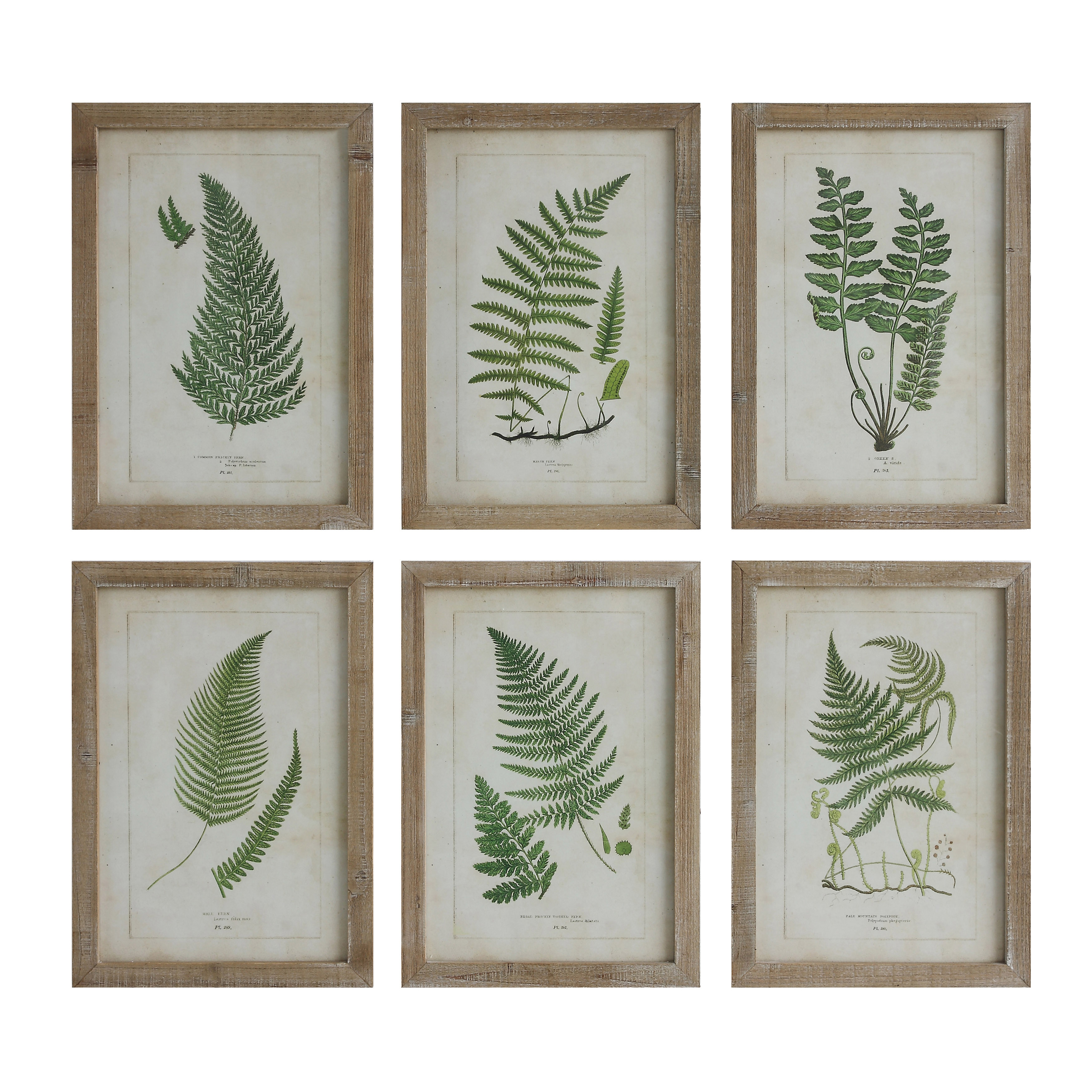 Wood Framed Wall Décor with Fern Fronds (Set of 6 Designs) - Creative Co-Op
