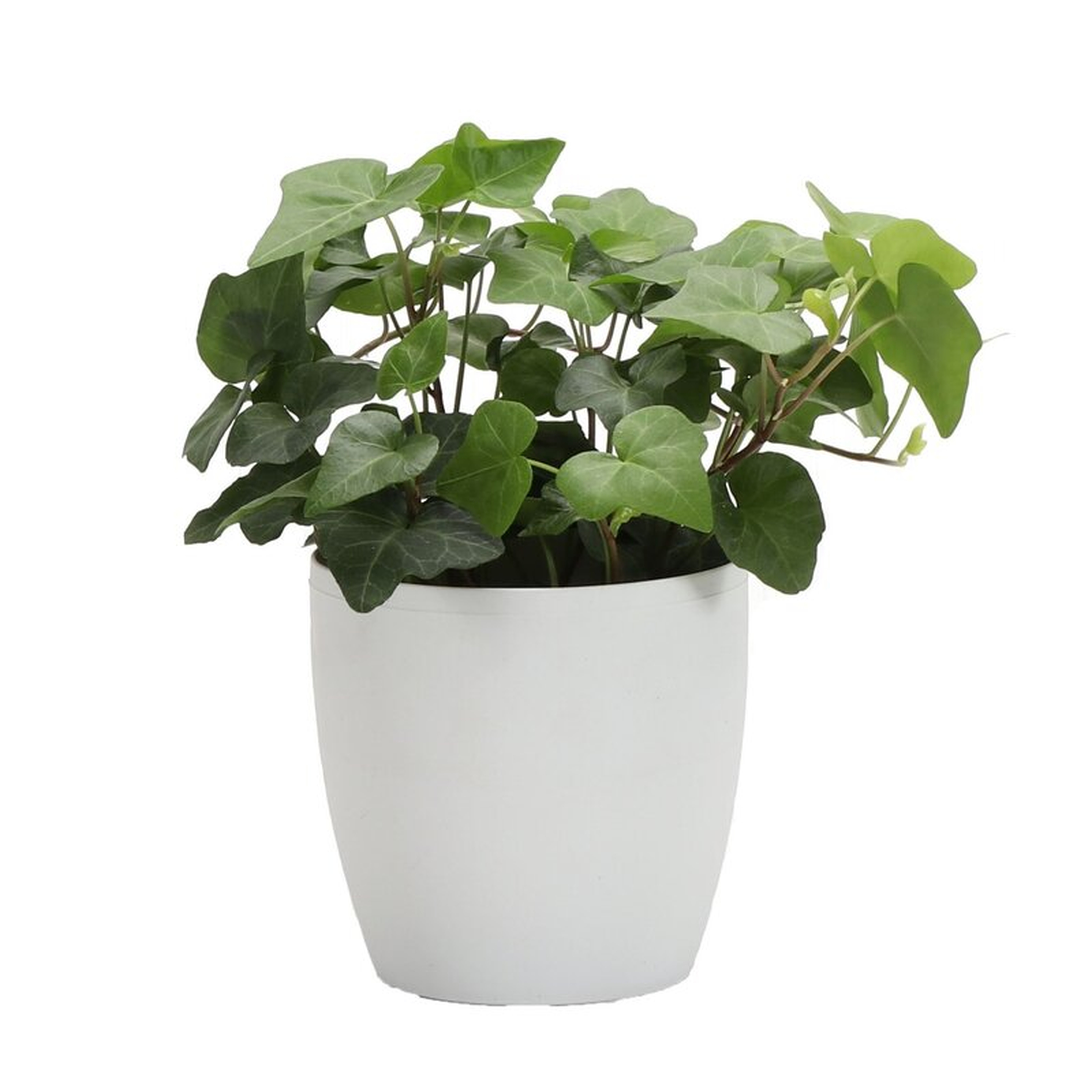 Thorsen's Greenhouse 4" Live Ivy Plant in Pot Base Color: White - Perigold