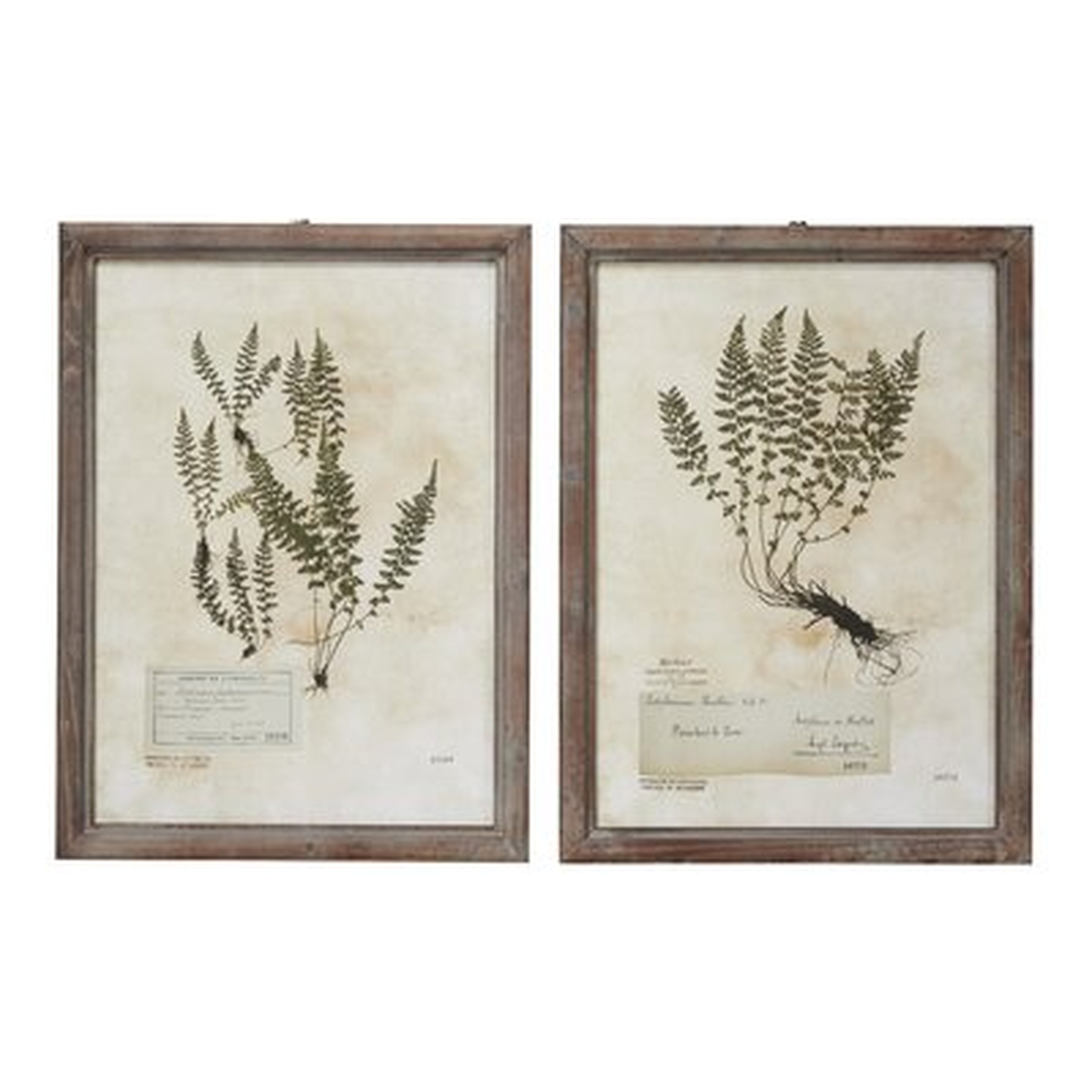 Large, Rectangular French Vintage Botanical Prints In Natural Wood Frames, Set Of 2: 20.5" X 27.5" Each - Picture Frame Drawing Print Set on Wood - Wayfair