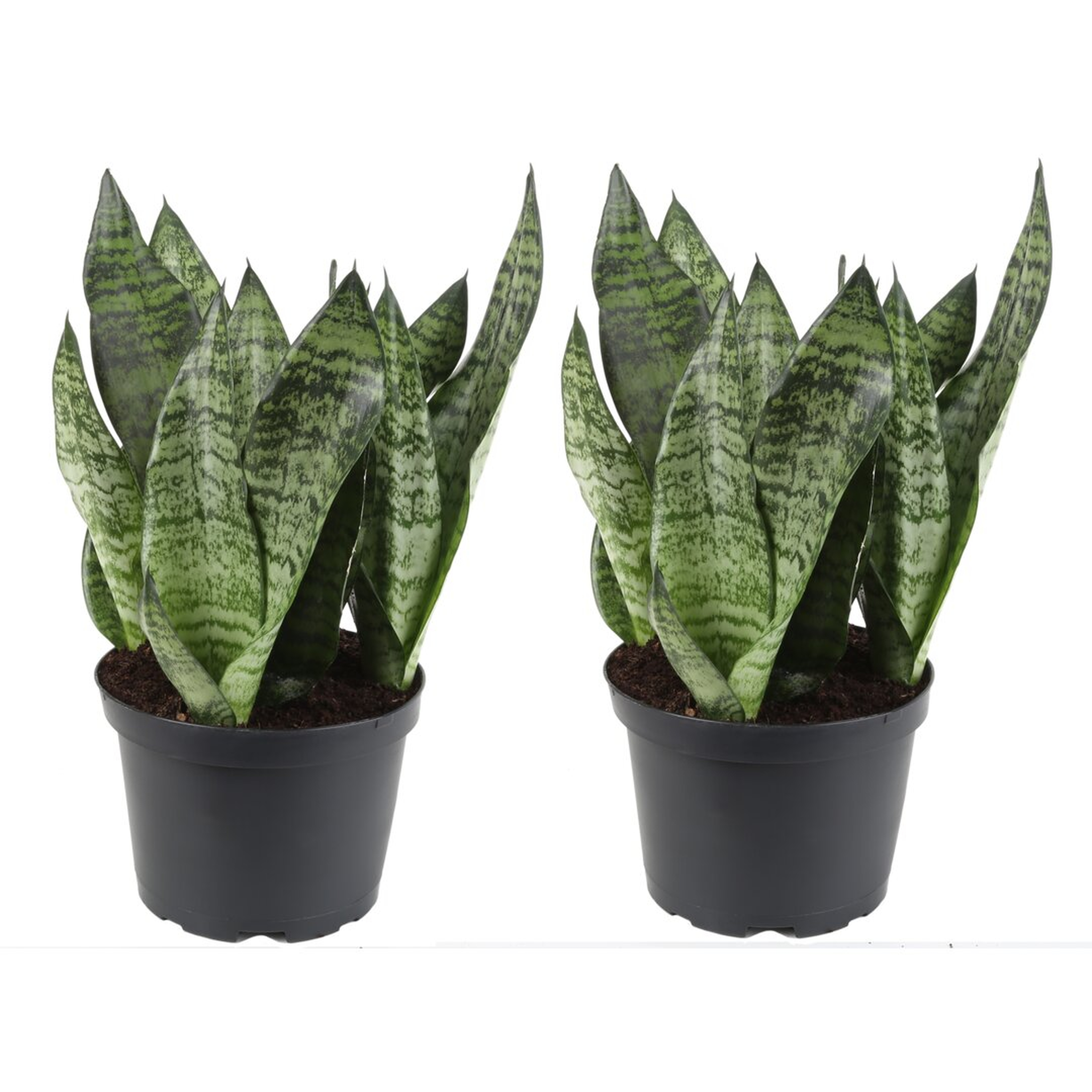 "Costa Farms Snake Plant In Grower Pot" - Perigold