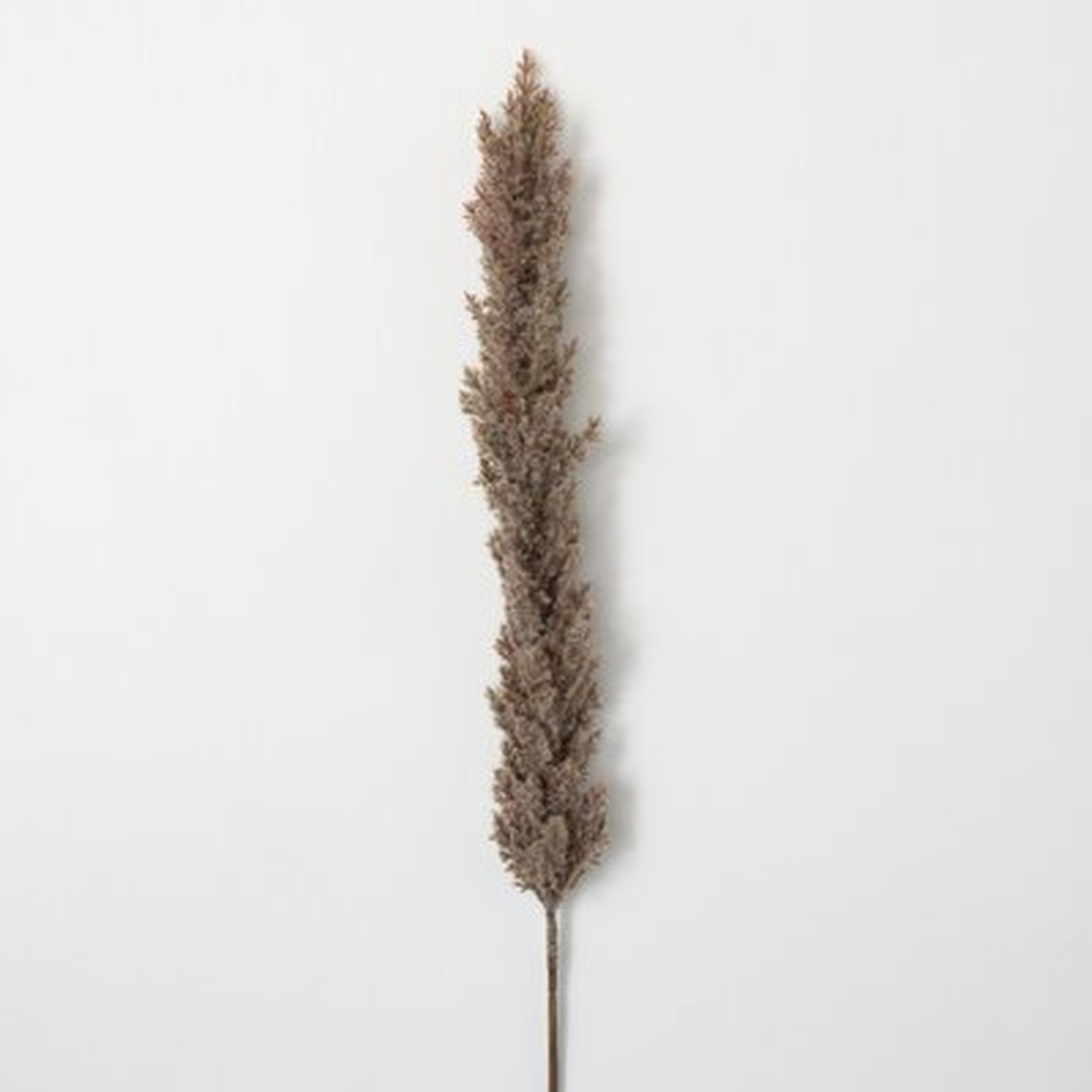 Madie Plume Stems - AllModern