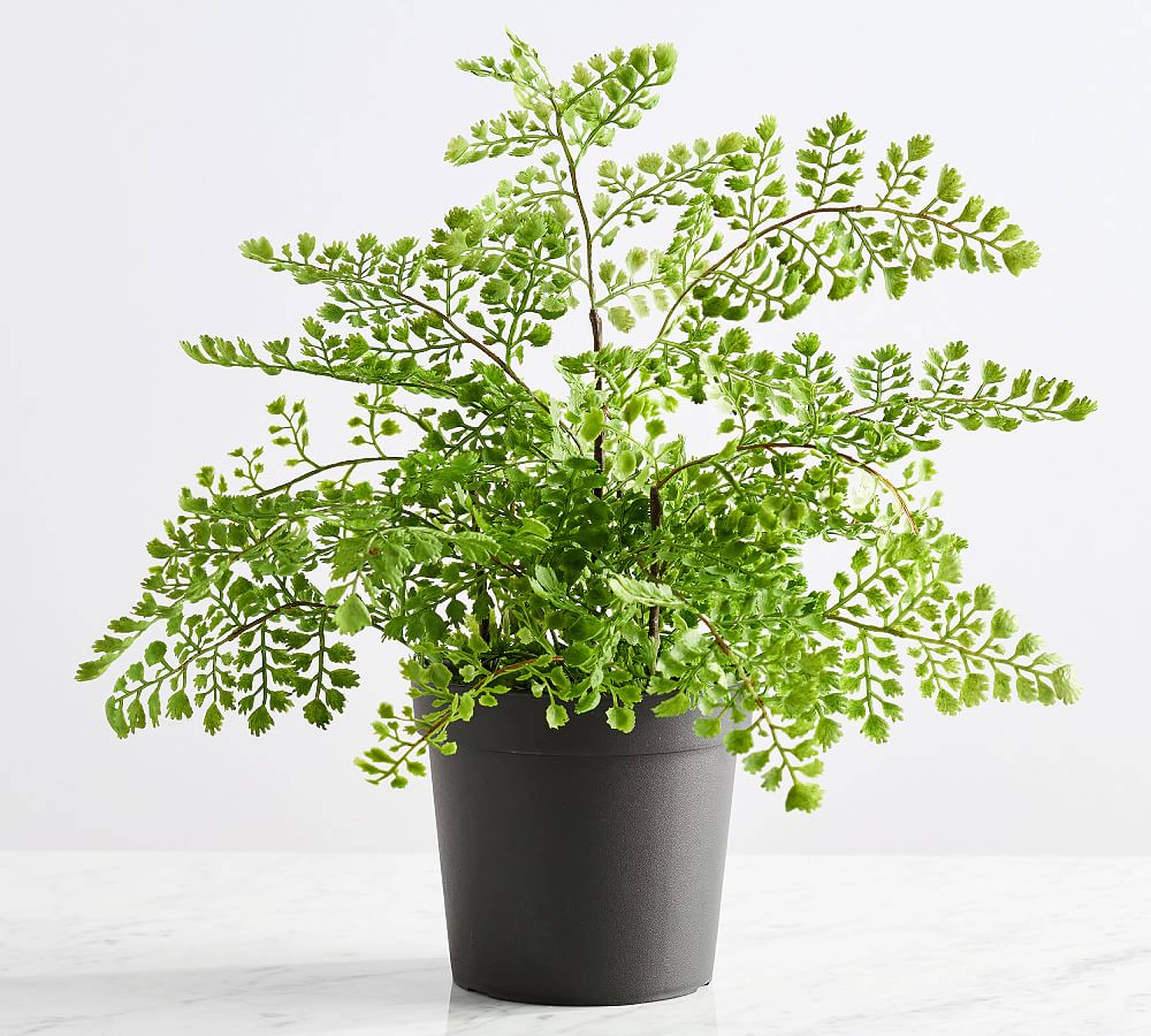 Faux Potted Maidenhair Fern, 16"H - Pottery Barn